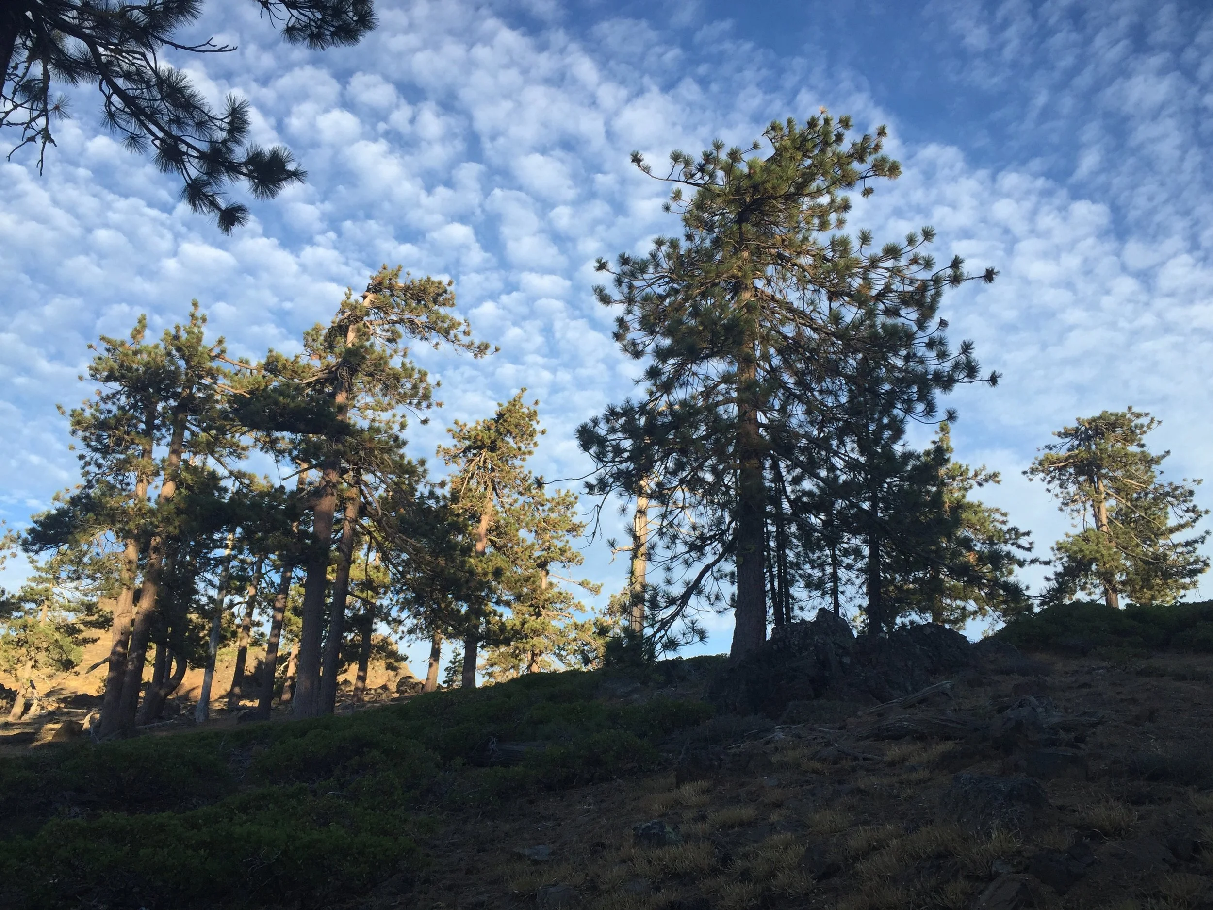 Jeffrey Pines against a Northern CA sky