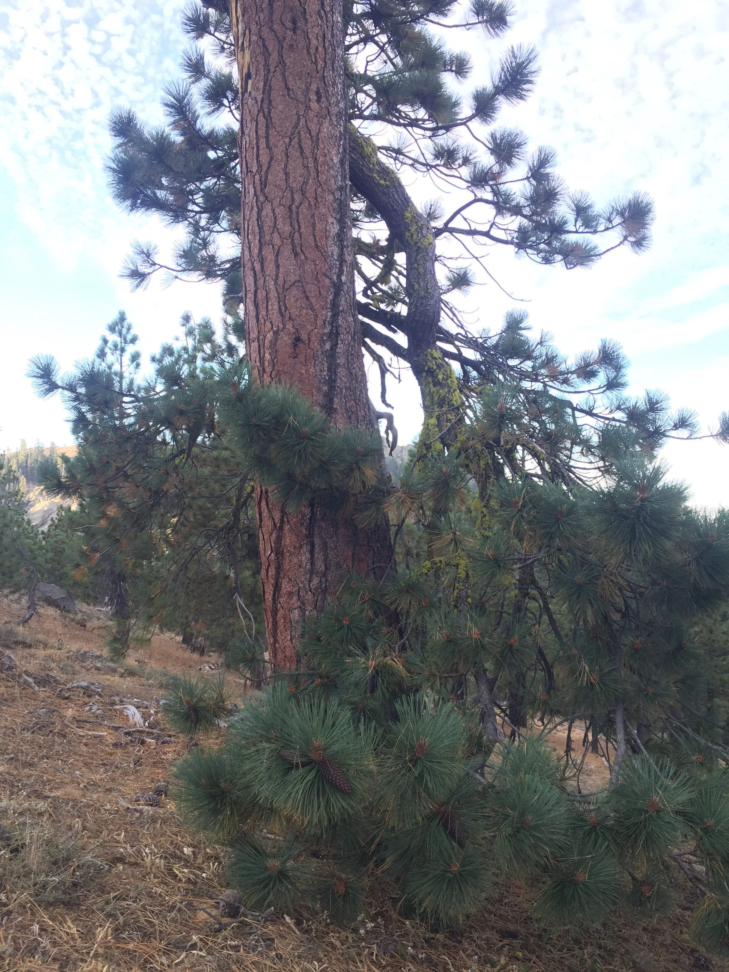 That bark smells like butterscotch. And I love those low, down-turning limbs. Oh, Jeffrey!