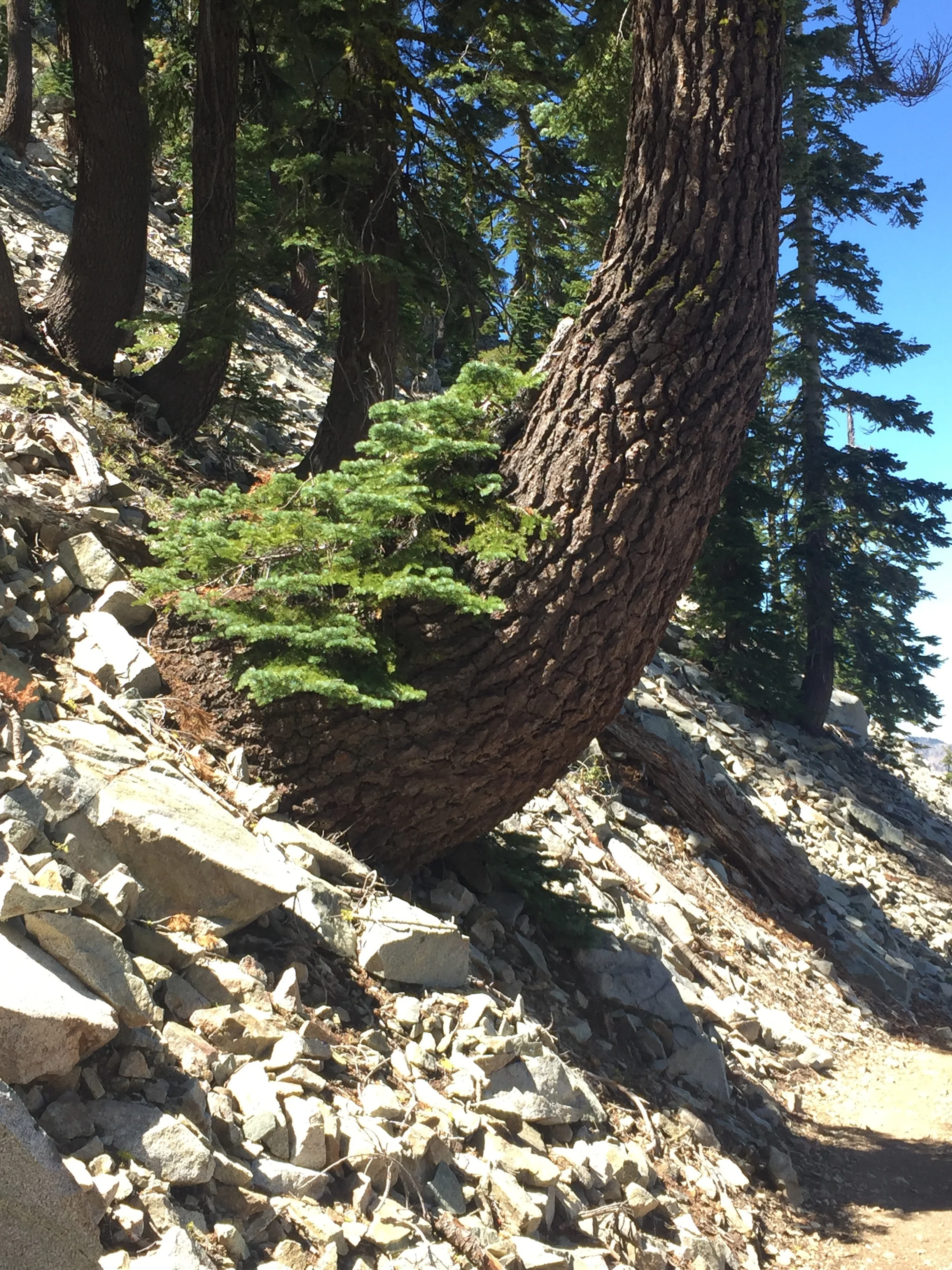 Red fir forest on the white granite slopes south of Deadfall Lakes