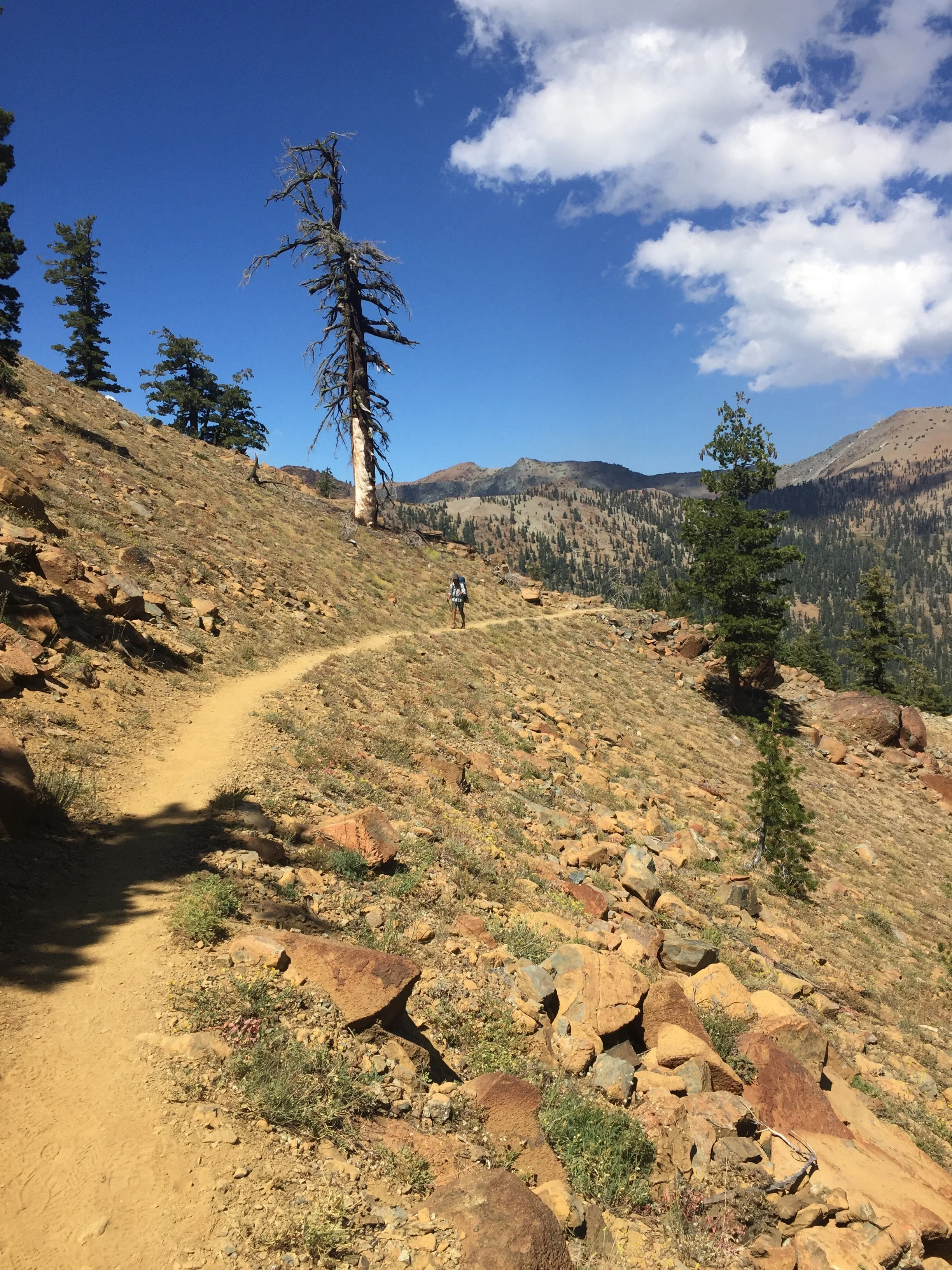 Macro traversing a rocky slope of northern Foxtail pines