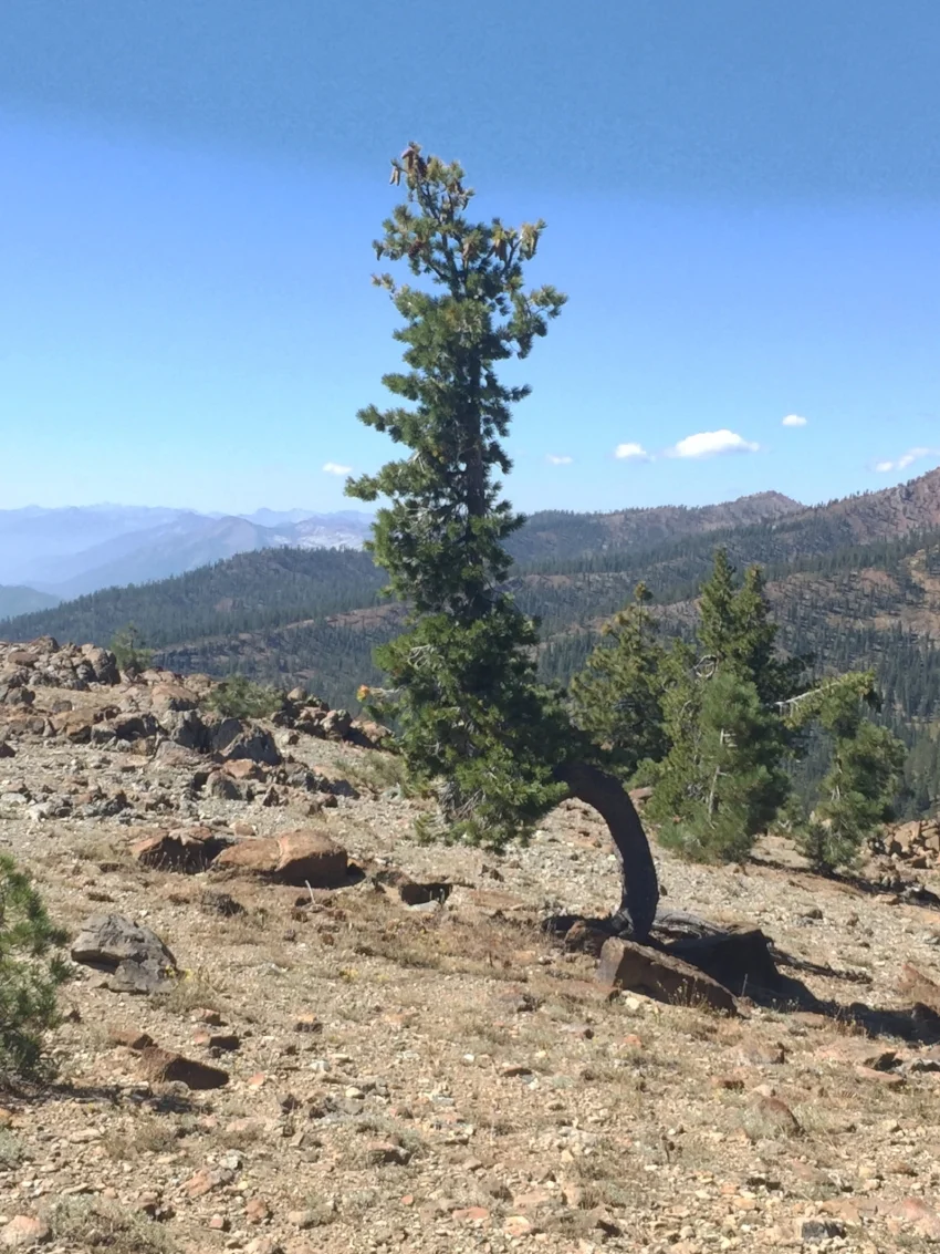 A hardy Western white pine surviving on a windy slope with a smoky view back towards the Trinity Alps just north of the Parks Creek Road