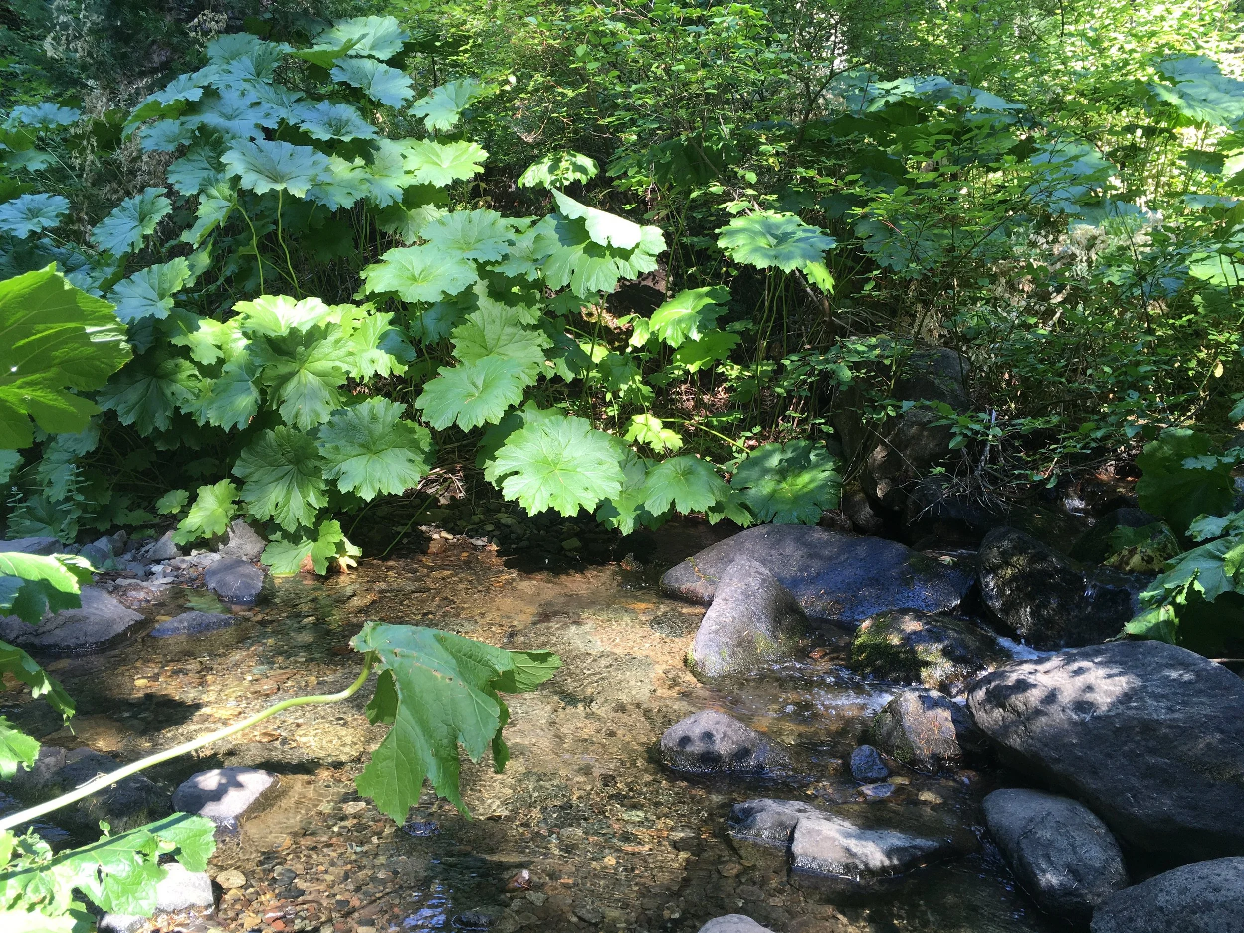 Large green foliage along the creeks on the shaded slope up to Grizzly Peak.