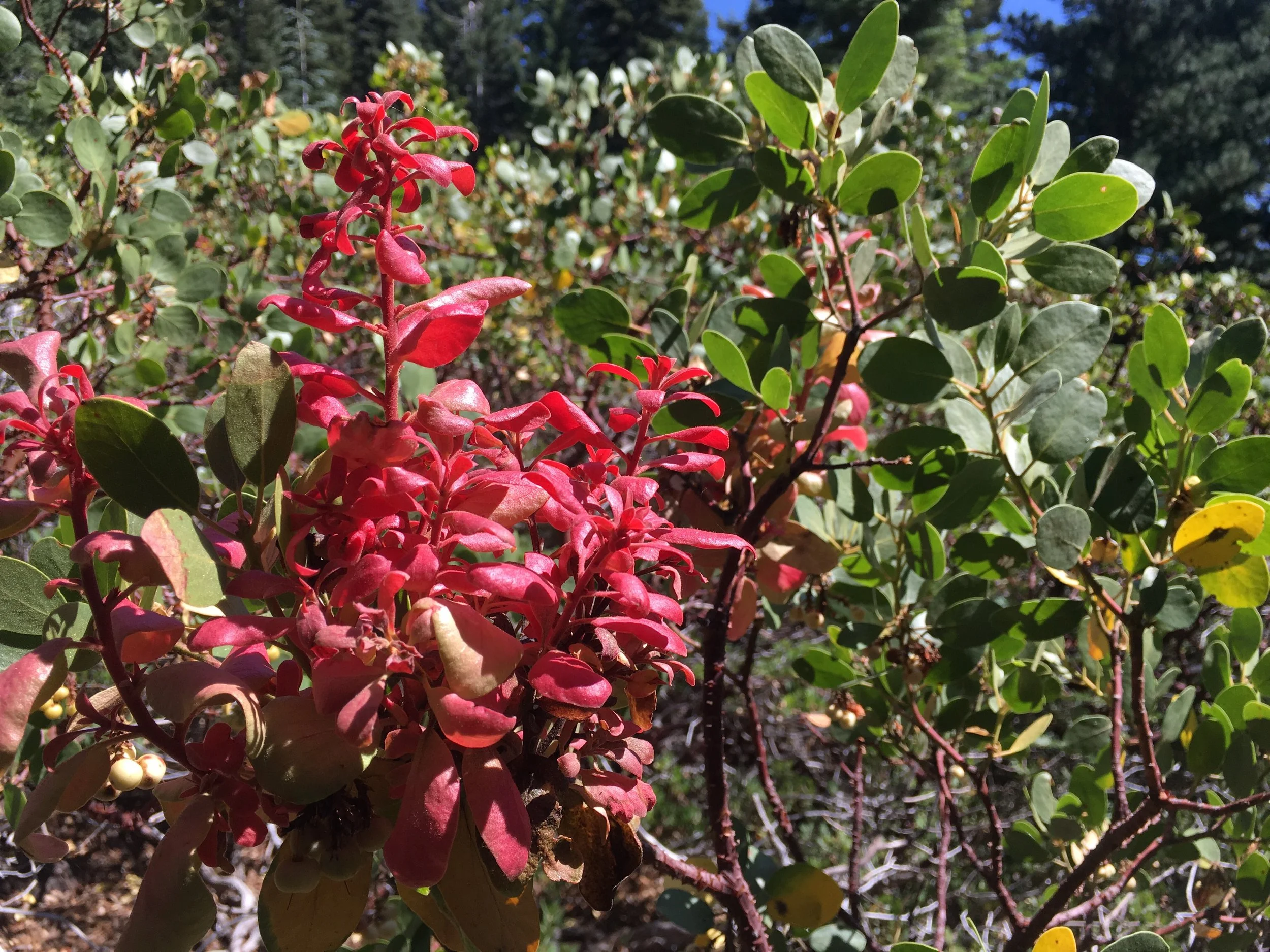 The mysteriously brilliant red leaves, new growth on a mazanita.