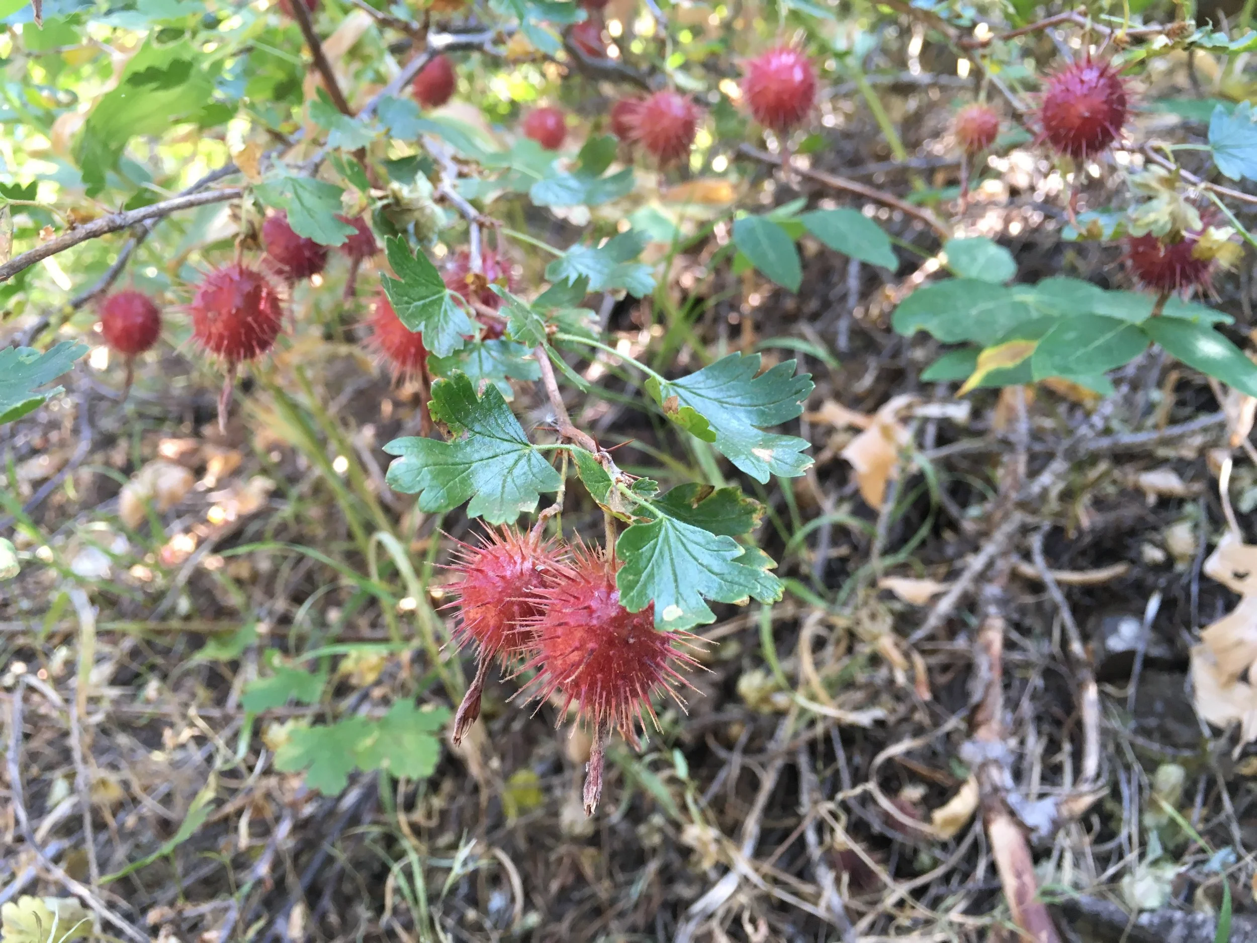 Gooseberries are not user friendly.