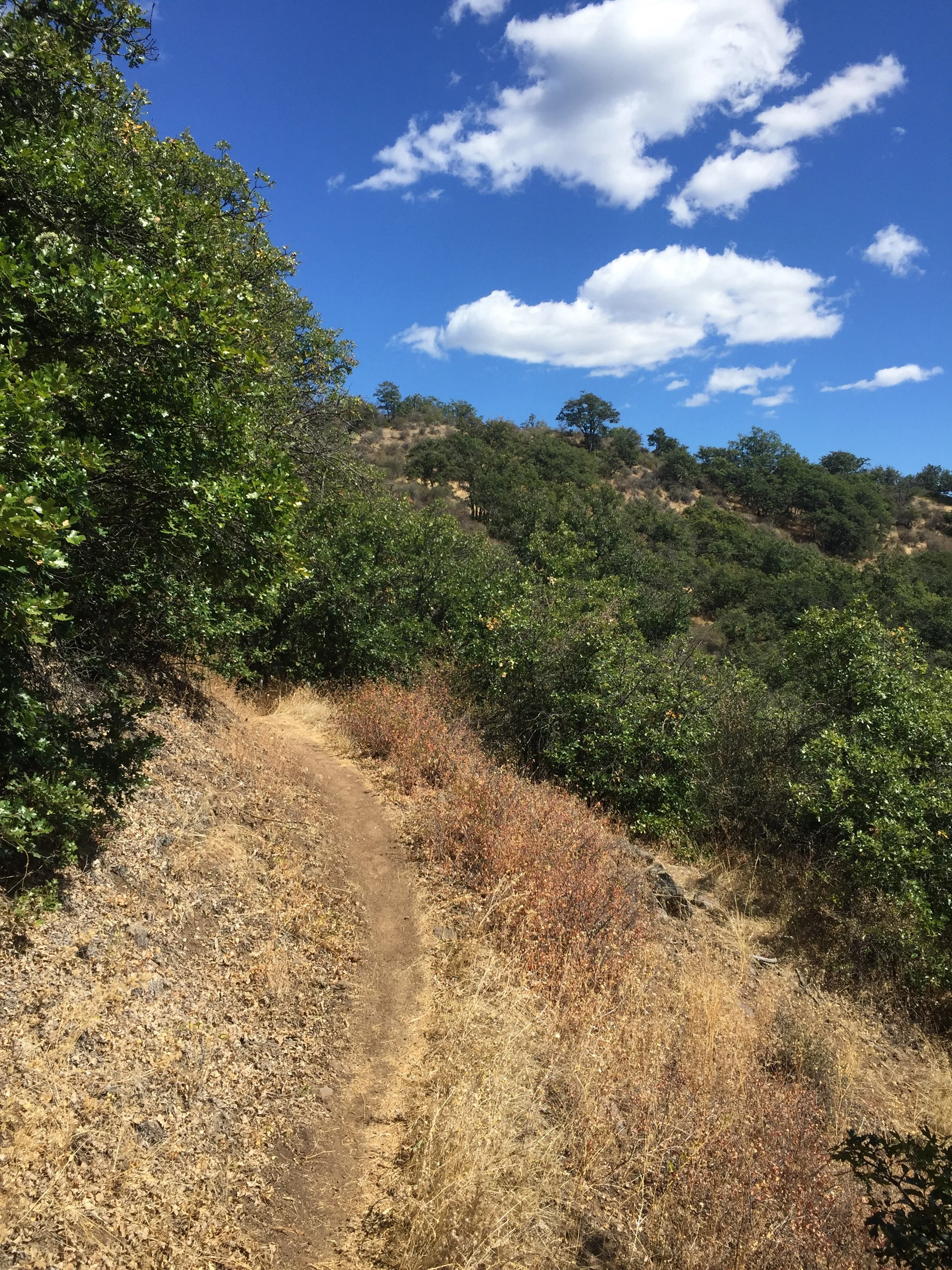 Dry slopes of oak (fortunately none of the poison variety)