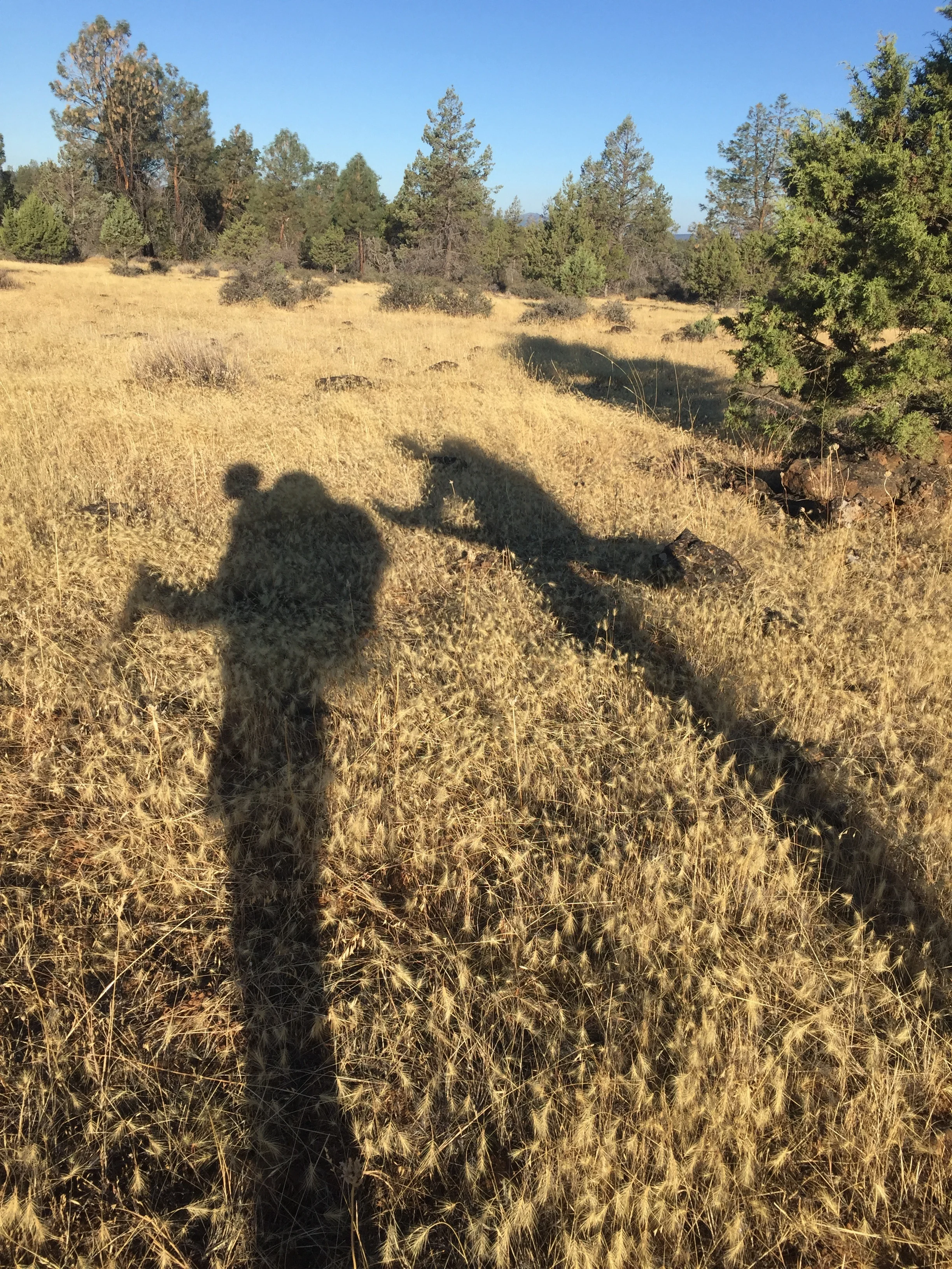 Morning golden hour across fields of dry grass headed towards the lava flow
