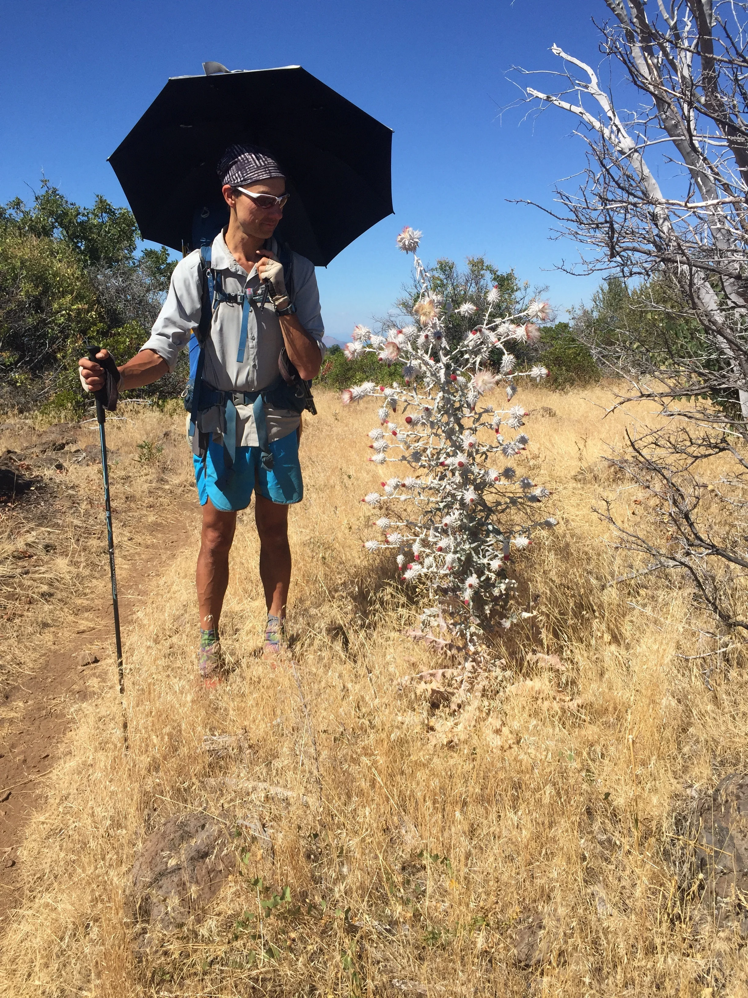 Macro is suspicious of these strange and tall thistles. Do you blame him?