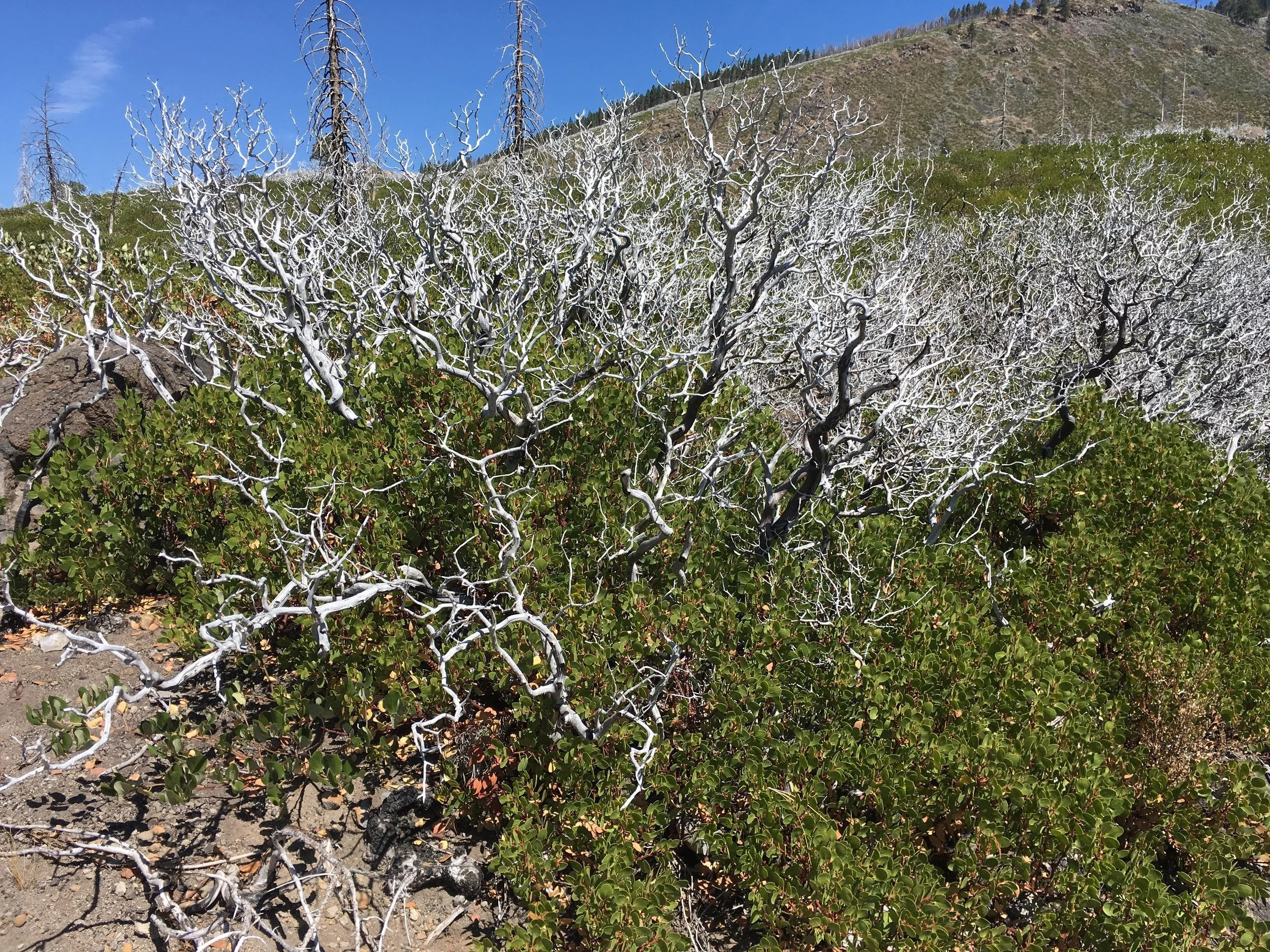 Manzanita skeletons being overtaken by new growth.