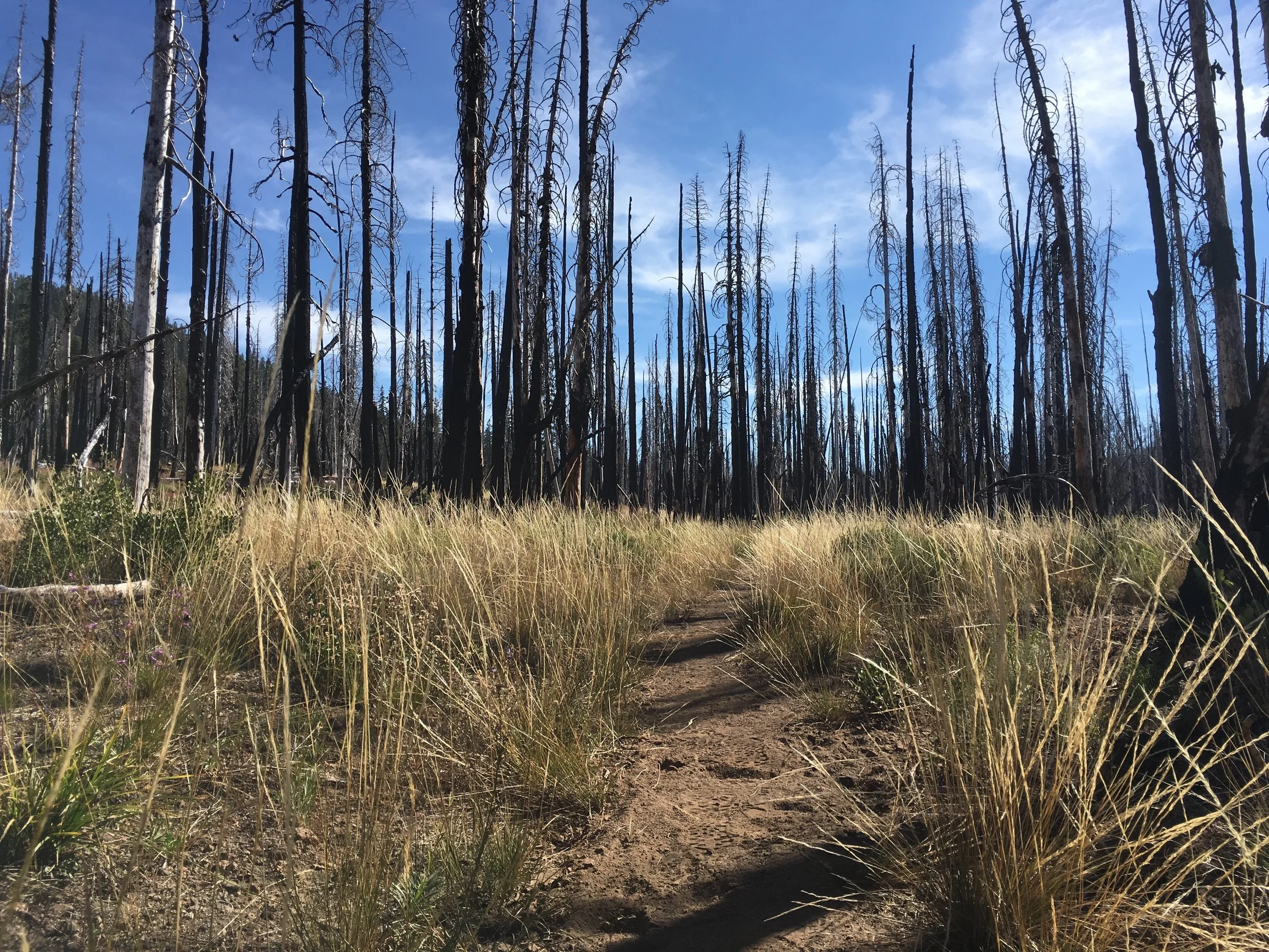 Dry grasses, wildflowers and the burned canopy of the Reading Fire.