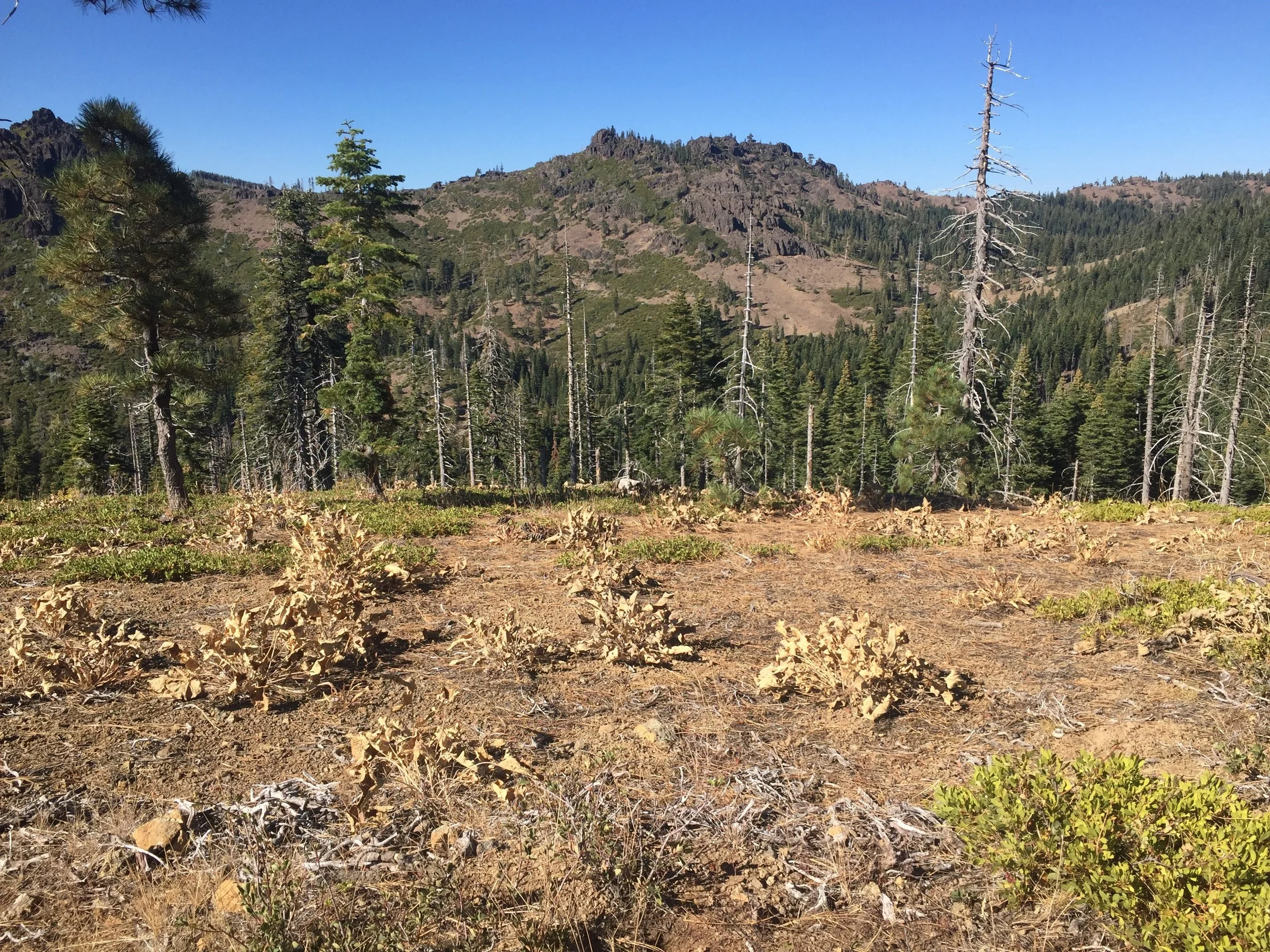 Dried mule ears make a soft rhythm section in the wind