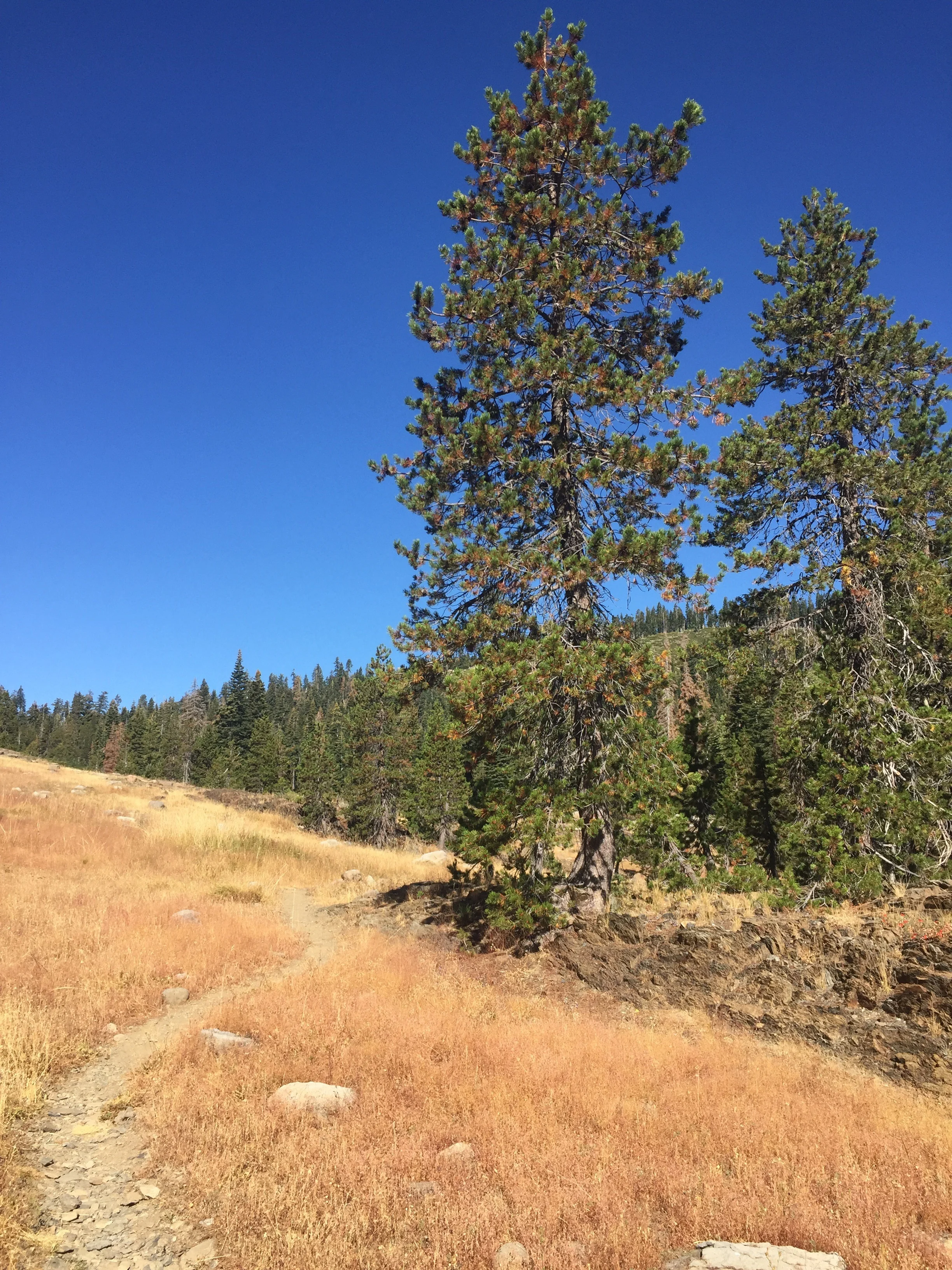 High grassy meadow