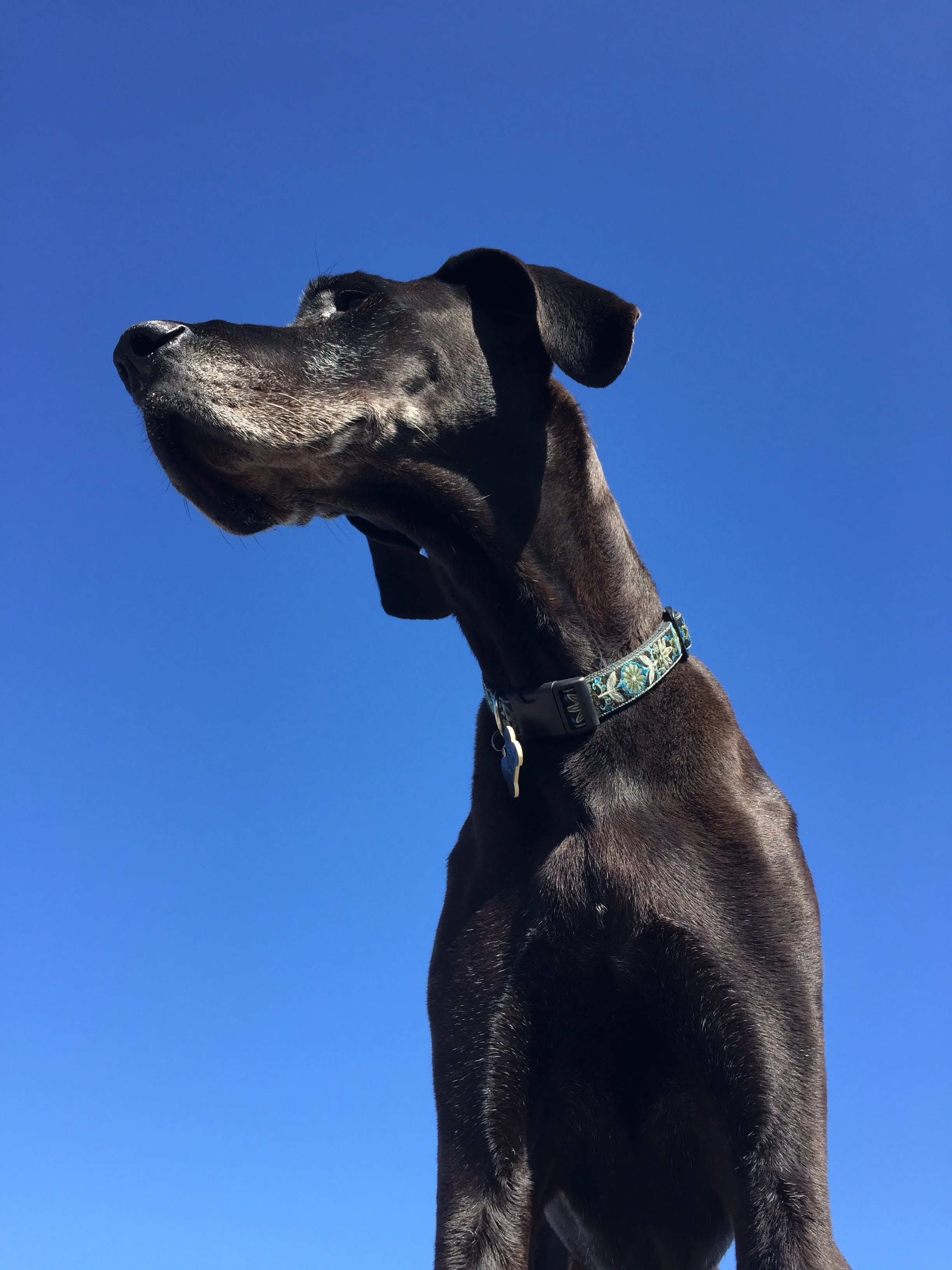 Sula, dreaming of the mountains