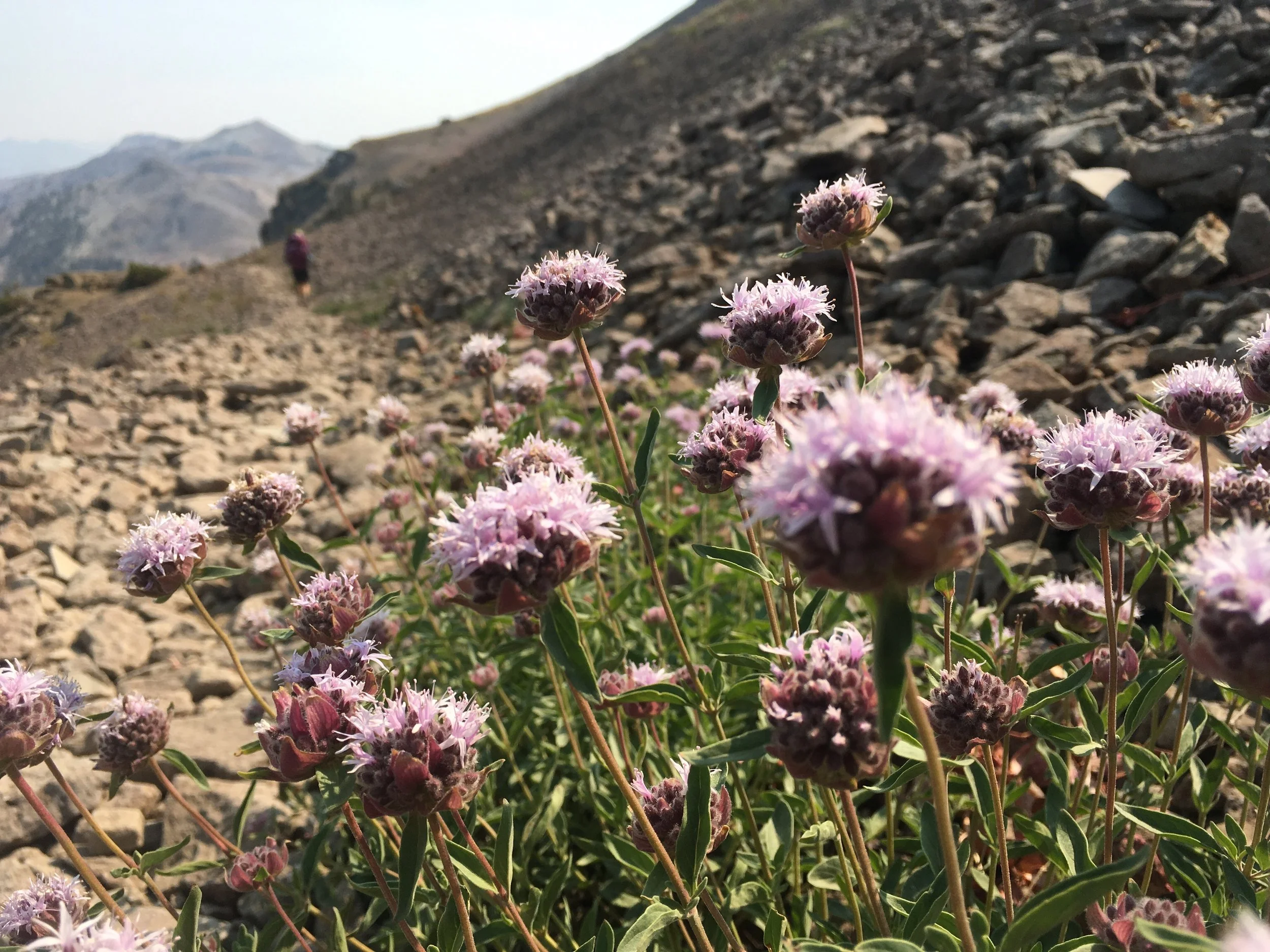 Pennyroyal in bloom along Elephants Back.