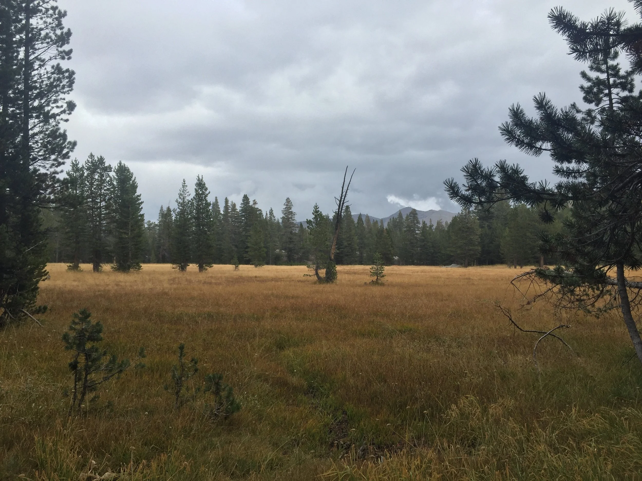 The sky is looking pretty ominous across Walken Meadow