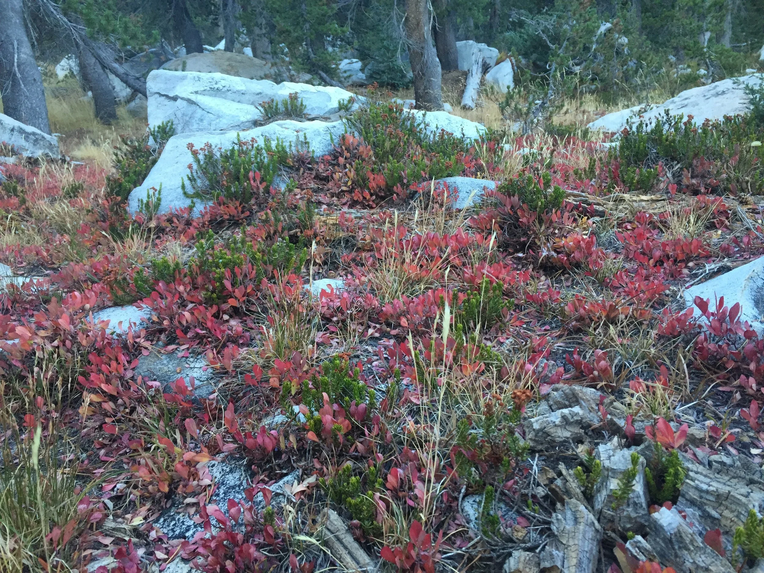 Even the forest floor is full of fall colors in northern Yosemite