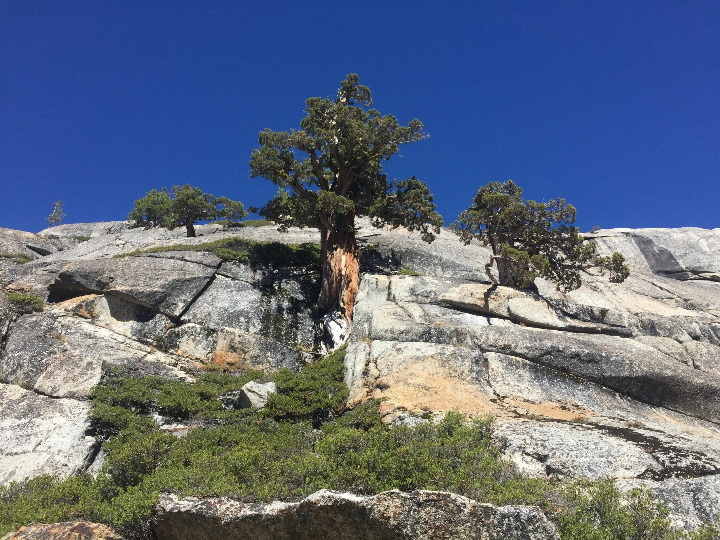 Western junipers on the steep granite walls of northern Yosemite's canyons