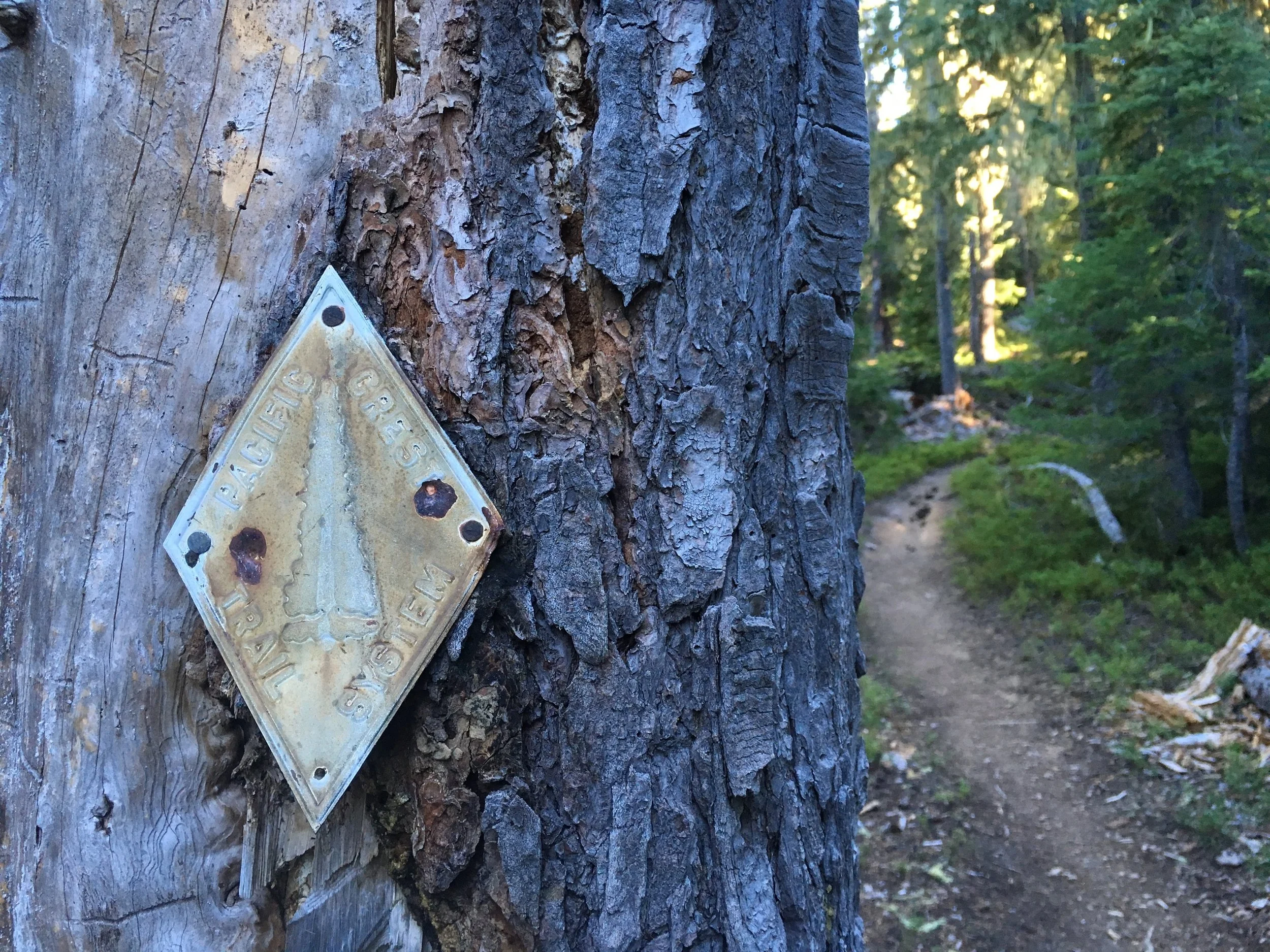 OR PCT faded diamond sign on tree.JPG