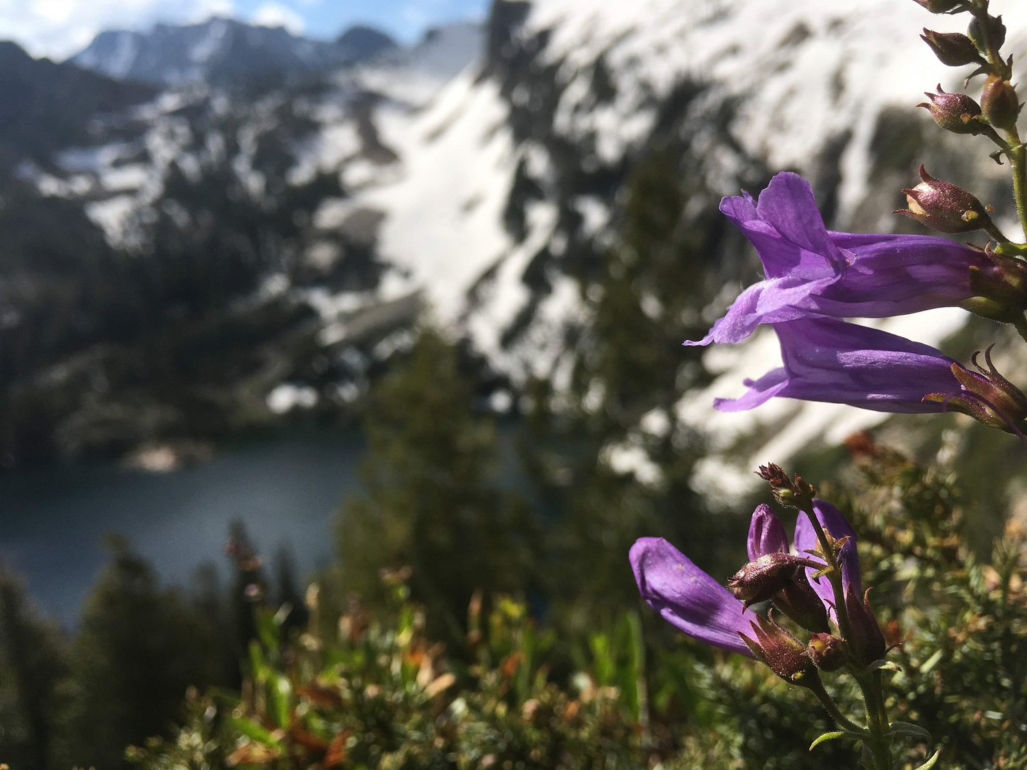 Wildflowers, Lake