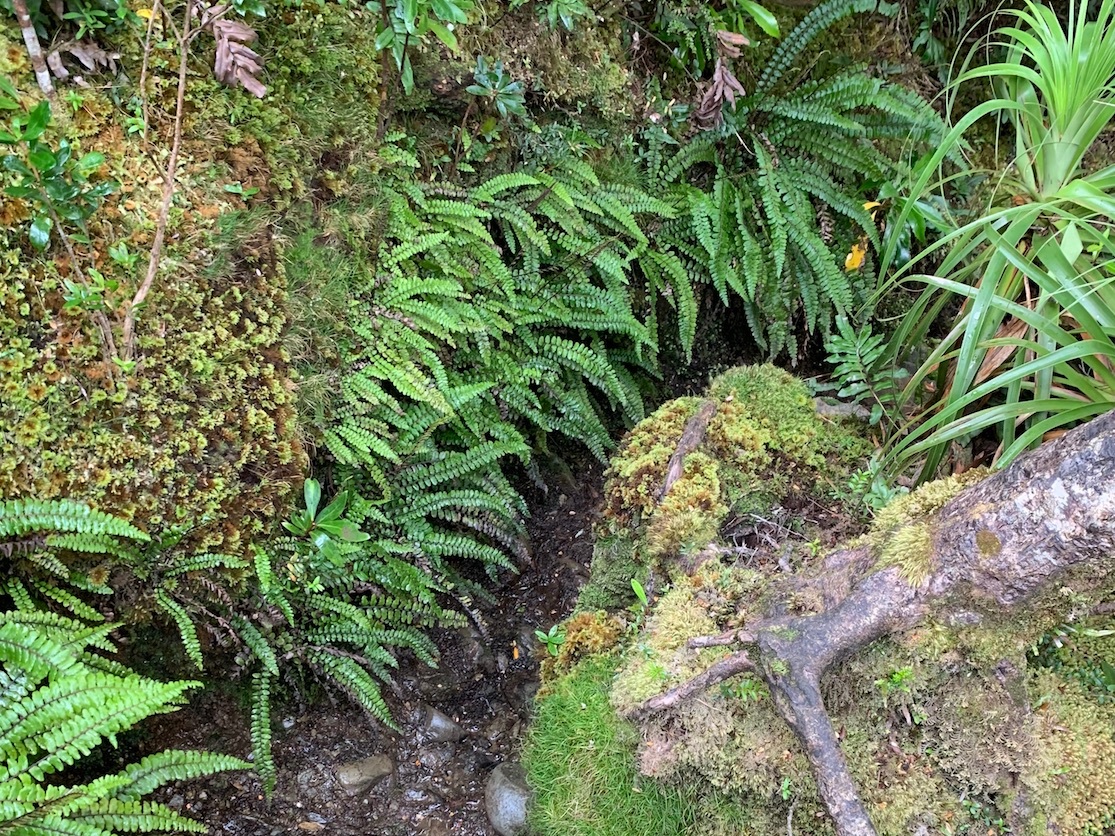 Dense ferns east side ironbound.jpg