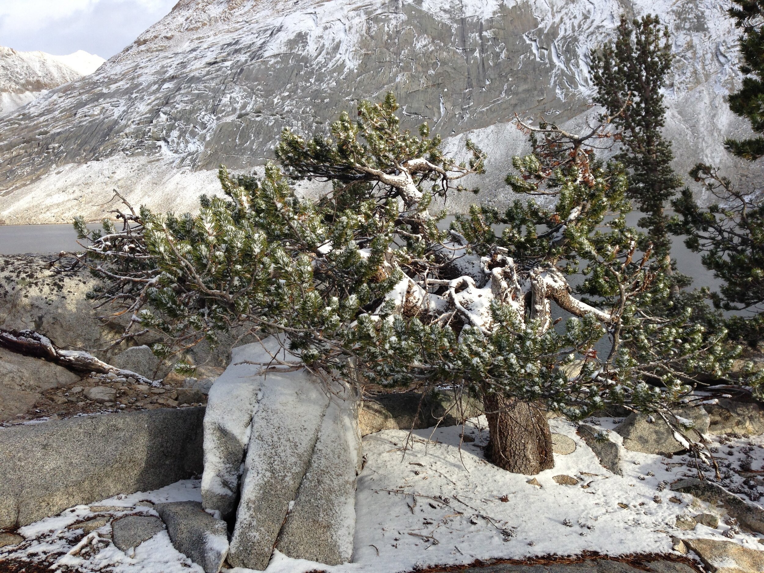 Fresh snow on a lodgepole pine