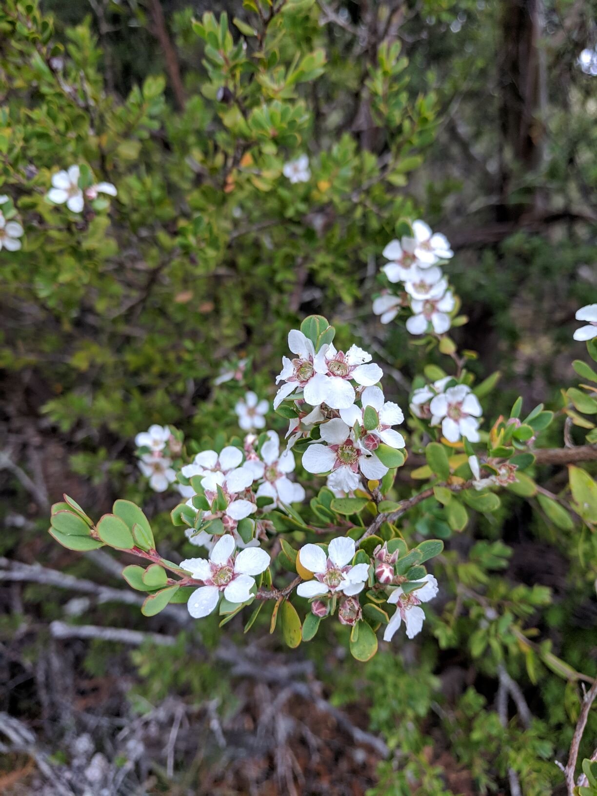 Melaleuca in bloom