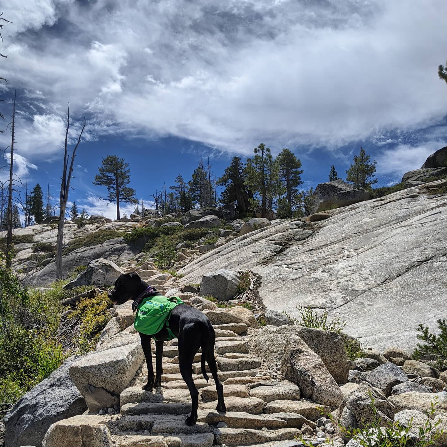 Who else is ready for a breath of fresh air? This  lucky pup hit the trails two weekends in a row. After months of pandemic life, it was a welcome change of scenery. #fromthestreetsofsanjosetothis #themountainsarecalling