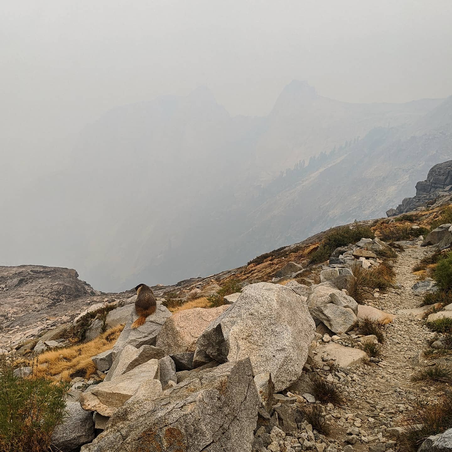 Are you sick of it yet? This marmot is, and I definitely agree. Not even the wilderness is a refuge now. Too many heat waves, too many fires. Years of not taking climate change seriously are catching up to us. The western states are bearing the brunt