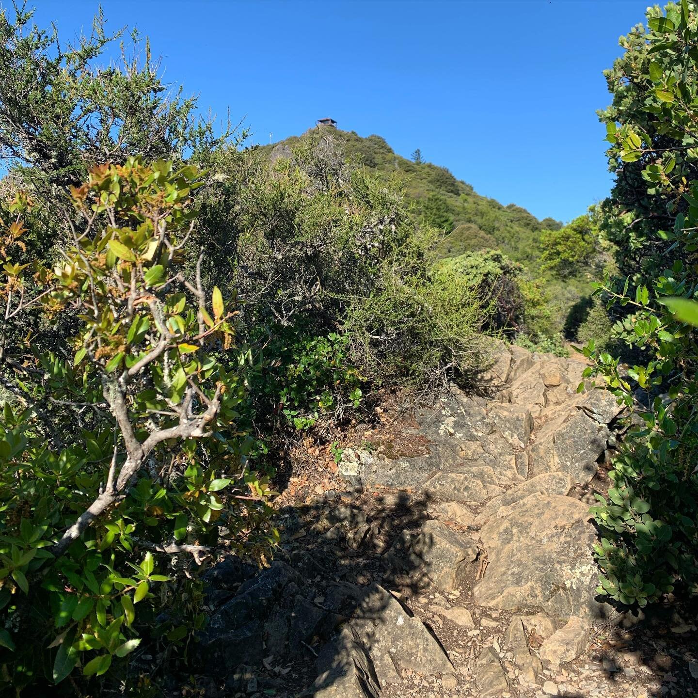 This vista of Mt Tam&rsquo;s East Peak, either you know it or you don&rsquo;t. #trailrunning #seenonmyrun #runfromhome @onetamalpais #earnyourviews