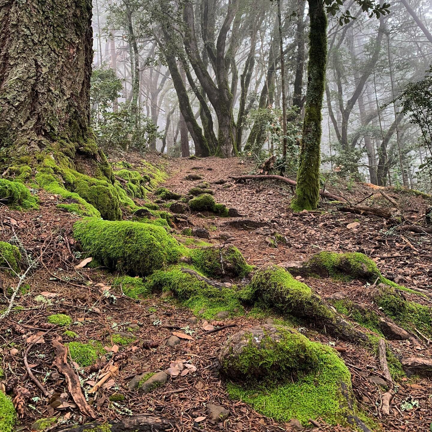 Found some solitude on the trails today. Bird song in the trees and the muffled sound of my own footsteps on the wet leaf litter. The trees ahead disappearing into the clouds made it seem like I was truly alone out there. Some much needed forest bath