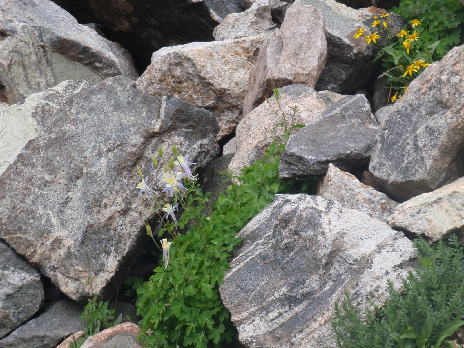 Columbine below Cube Pass