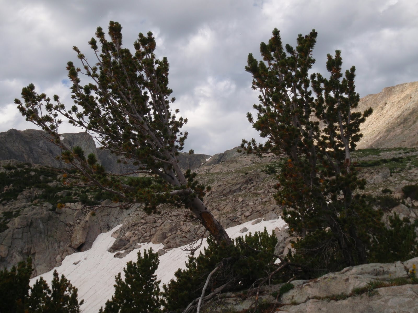 Day 5 Weathered trees in snowy rockfield at treeline west side North Fork Canyon stormy sky.JPG