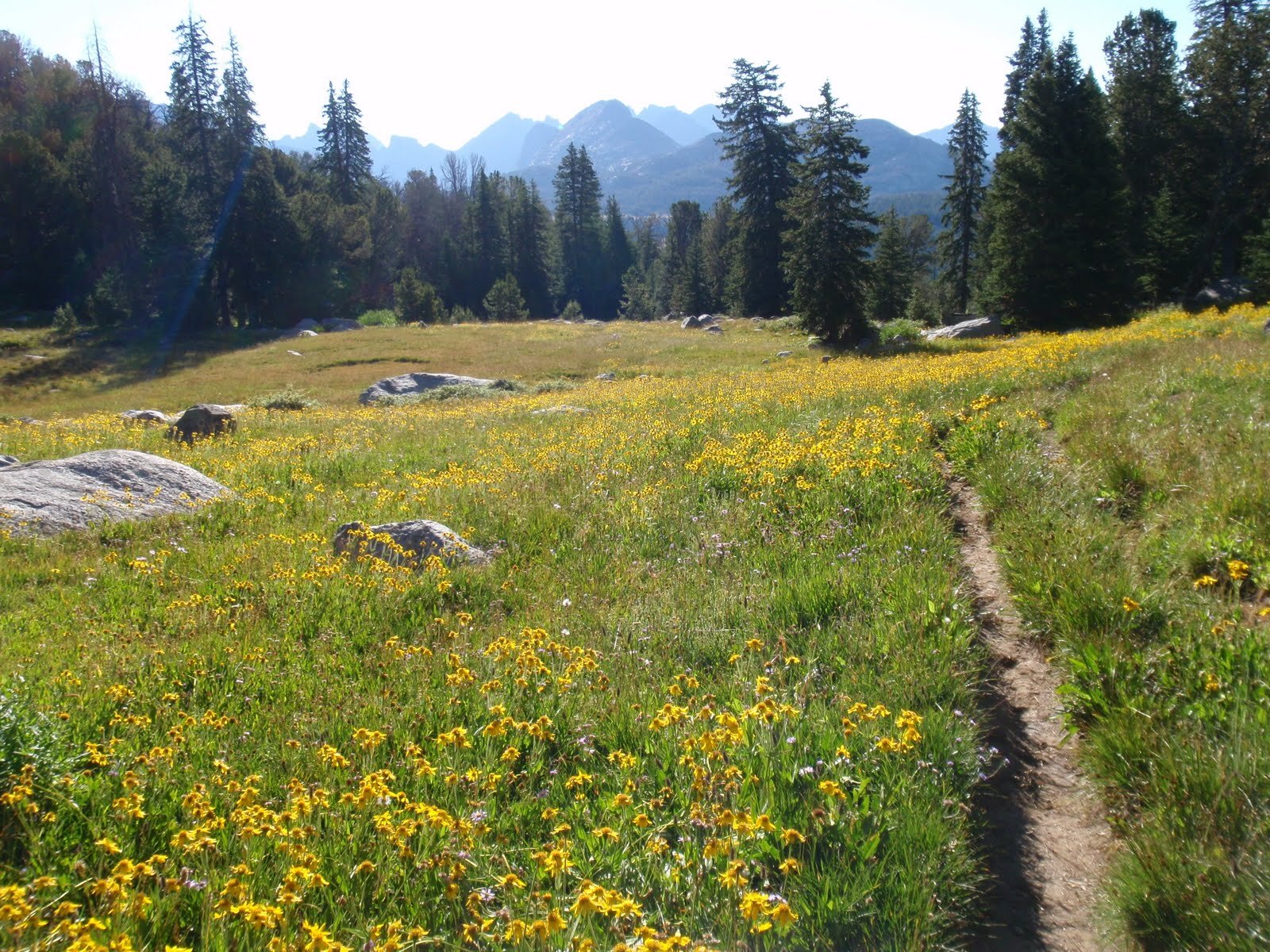 Day 7 Narrow trail through field of yellow flowers descent into Washakie Creek view towards continental divide.JPG