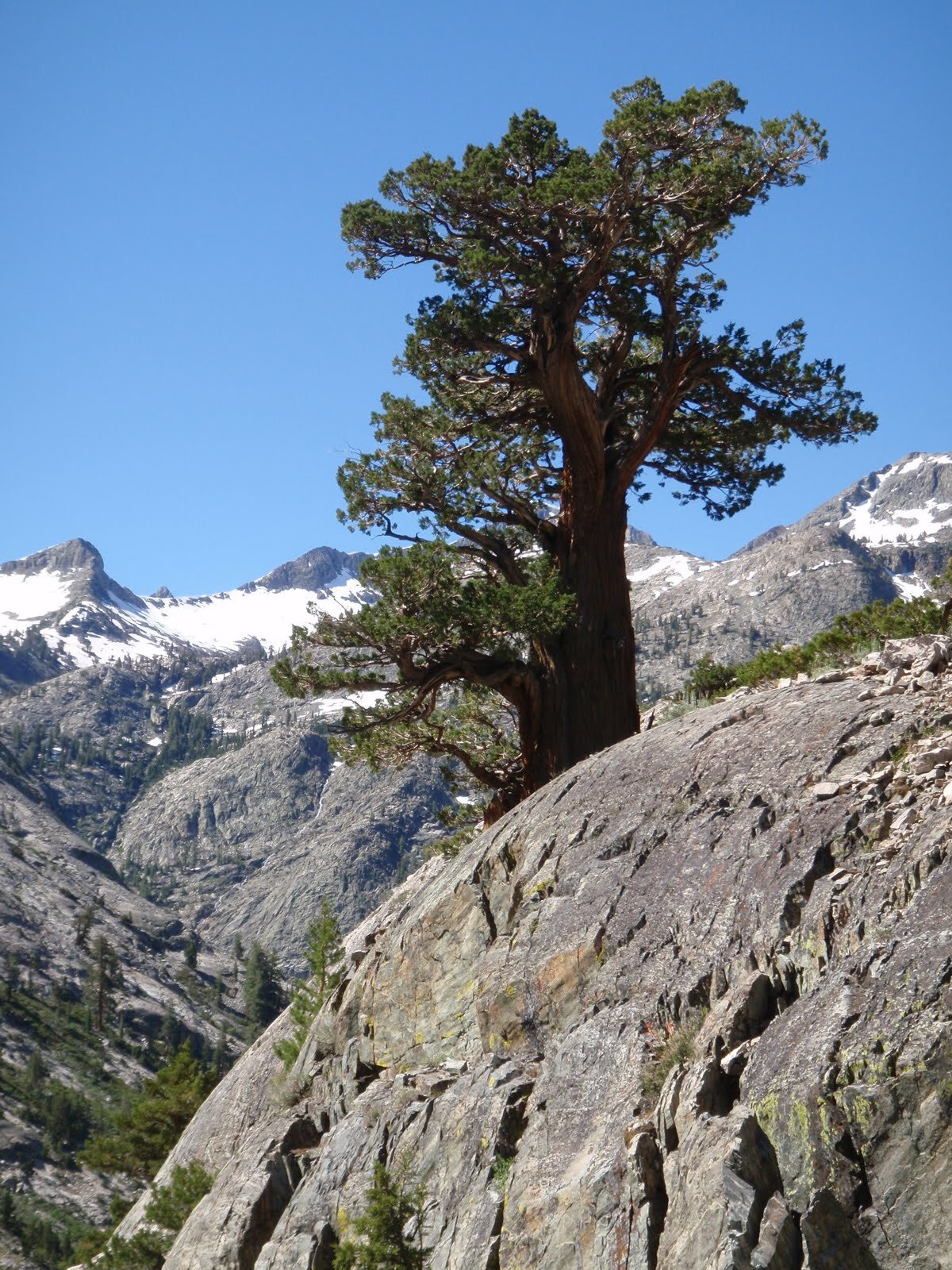 Western Juniper in lower Piute Canyon