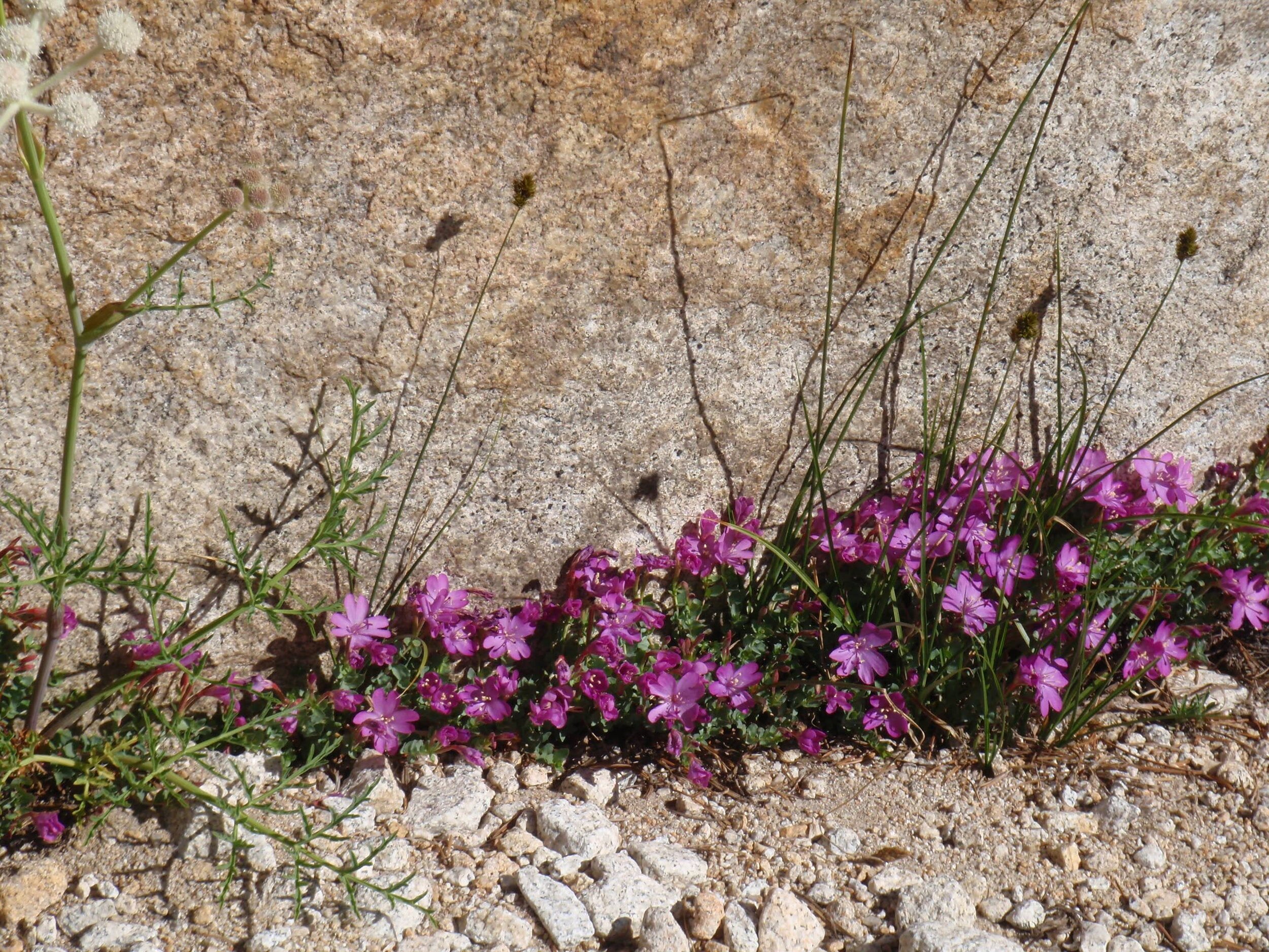 Purple flowers along granite crack.JPG