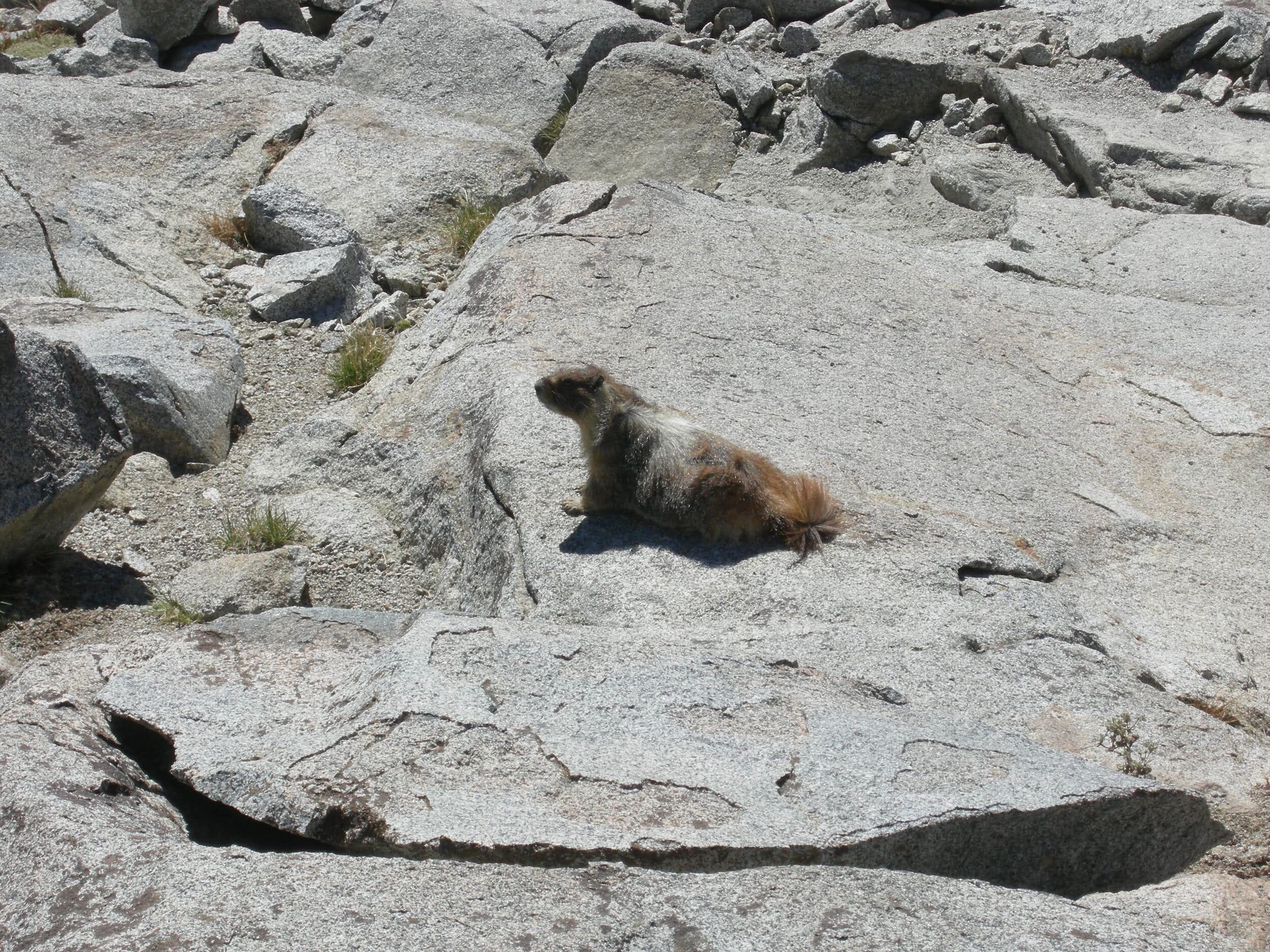 Donahue Pass Marmot