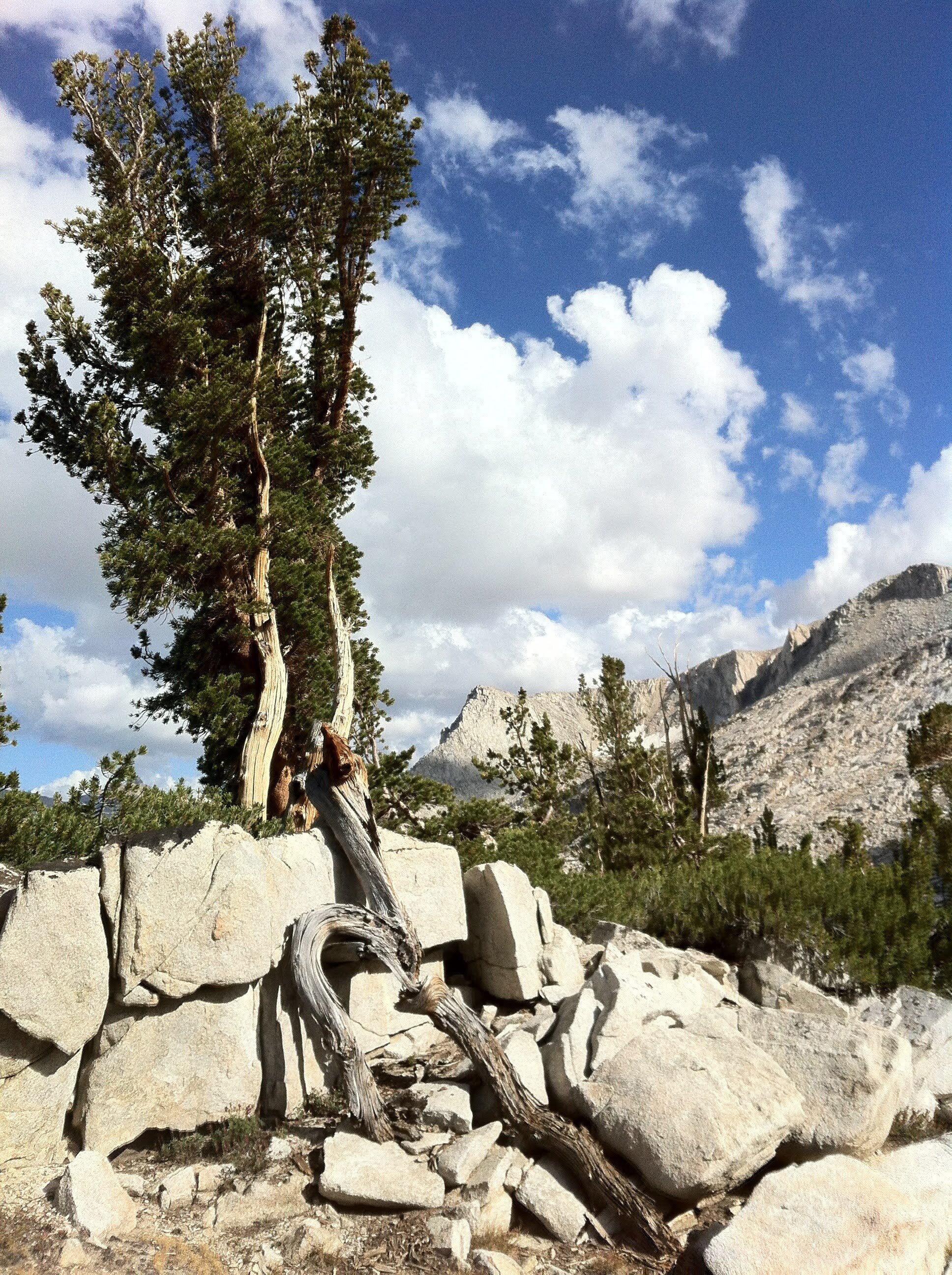 Whitebark pine in Granite Park