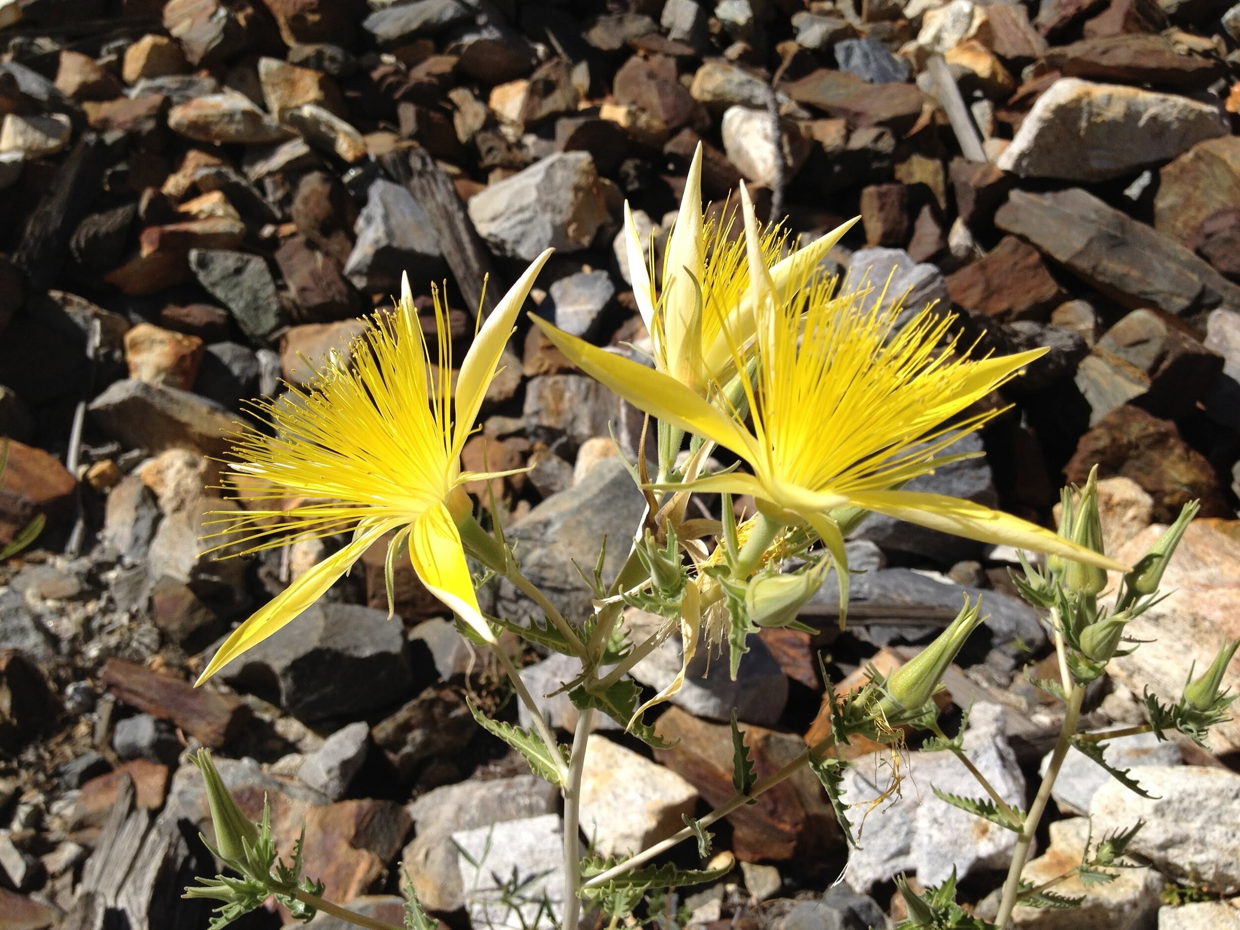 Giant Blazingstar (Mentzelia laevicaulis)