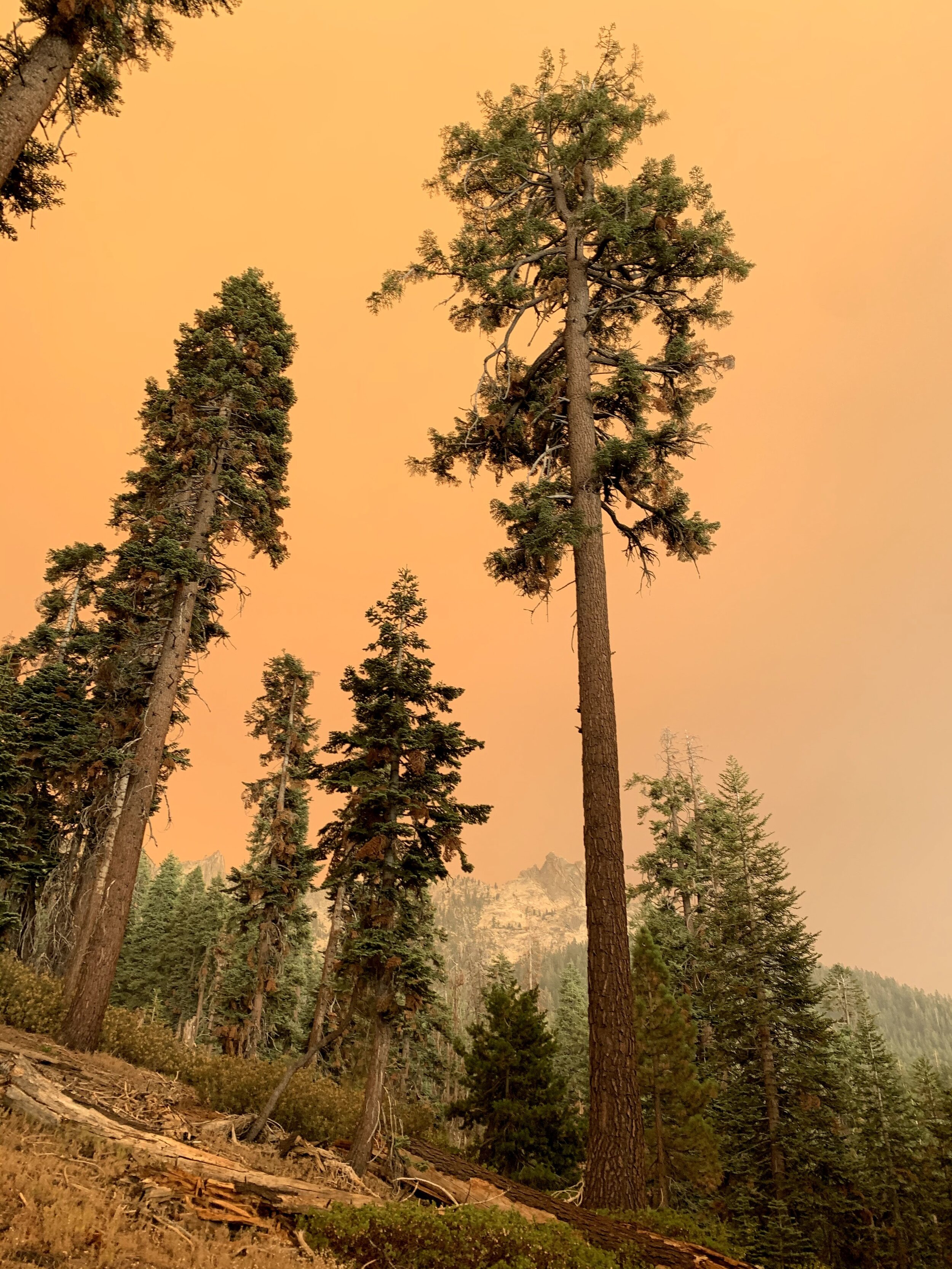 Eerie sky continues near Alta Peak