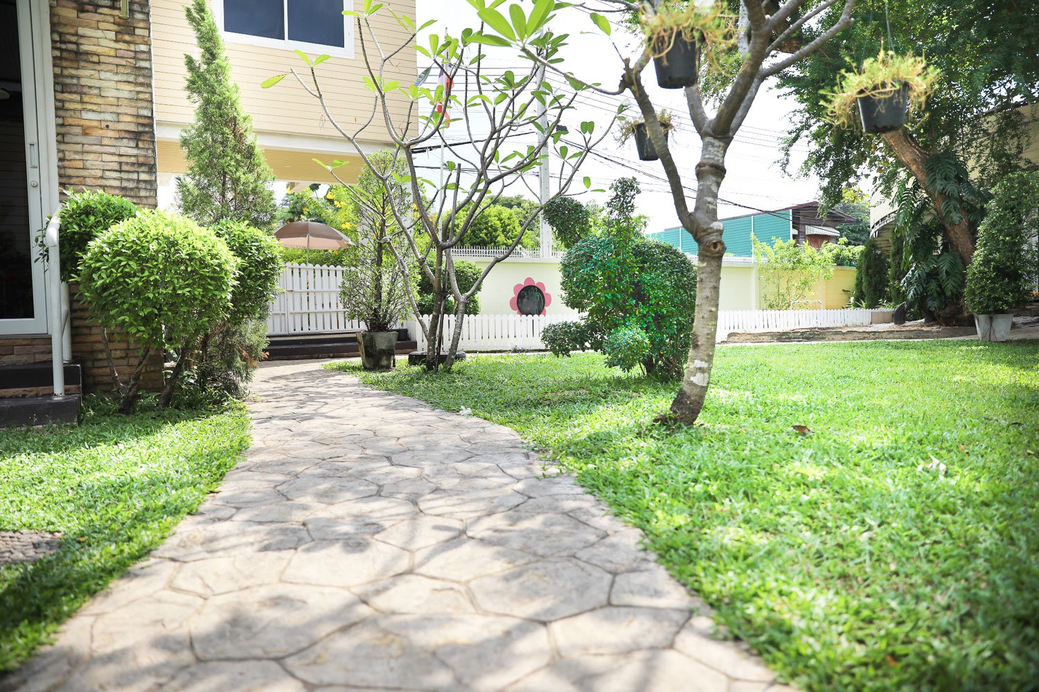 Outdoor-plumeria-tree.jpg