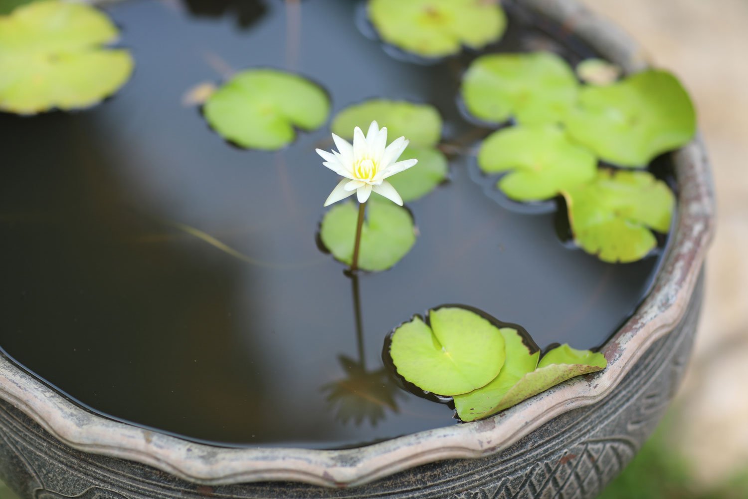 water-lilies.jpg