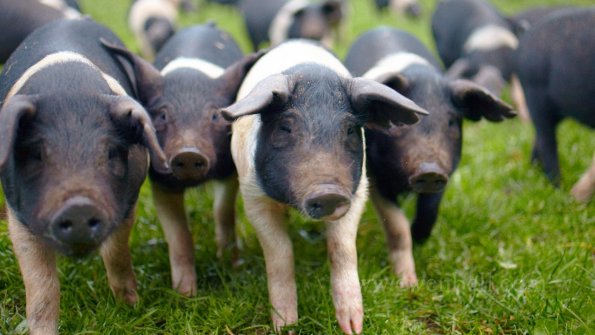 wessex saddleback pigs