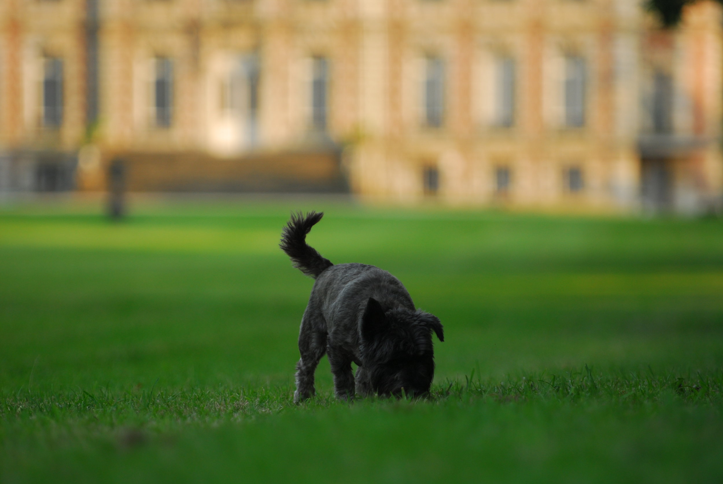 Peppie patroling the grounds