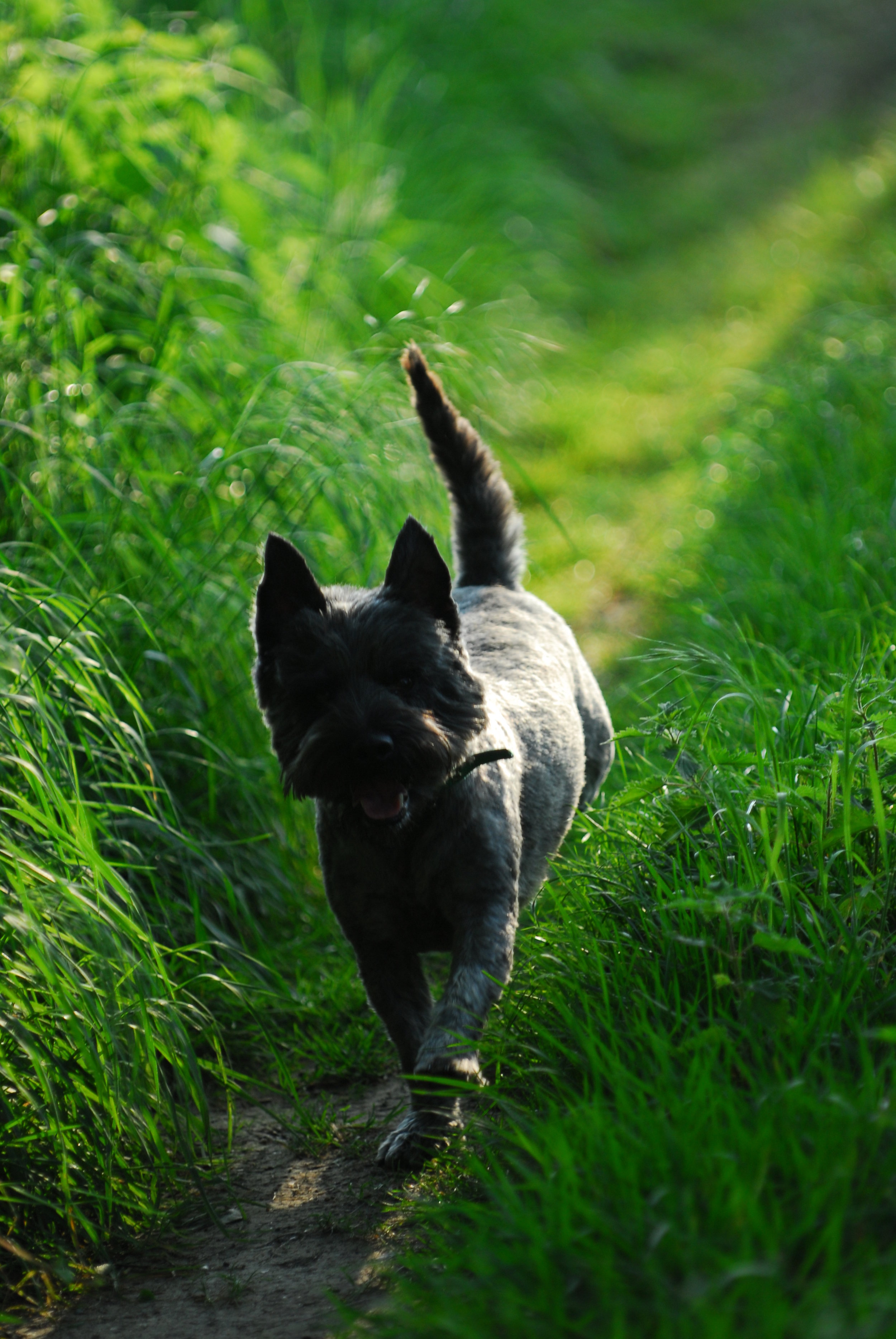 Peppie goes exploring
