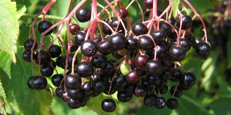 Sambucus Nigra C6
