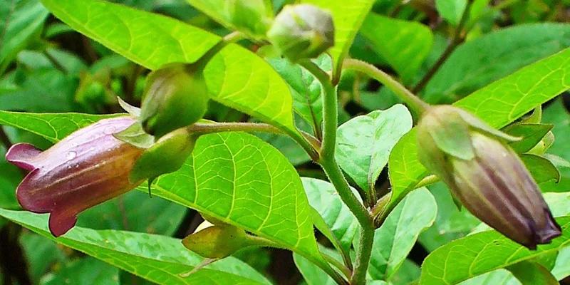 Belladonna C12