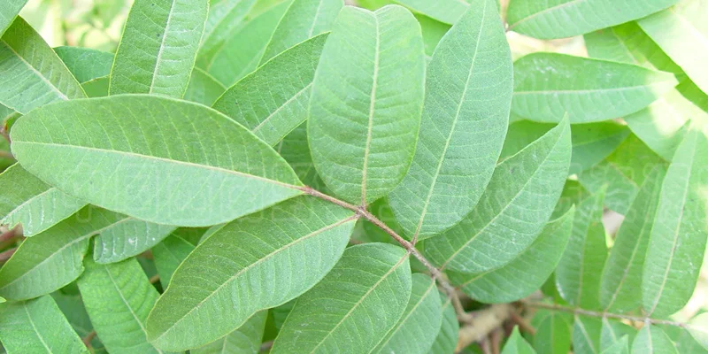 Rhus toxicodendron C12
