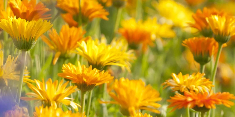 Calendula Salbe