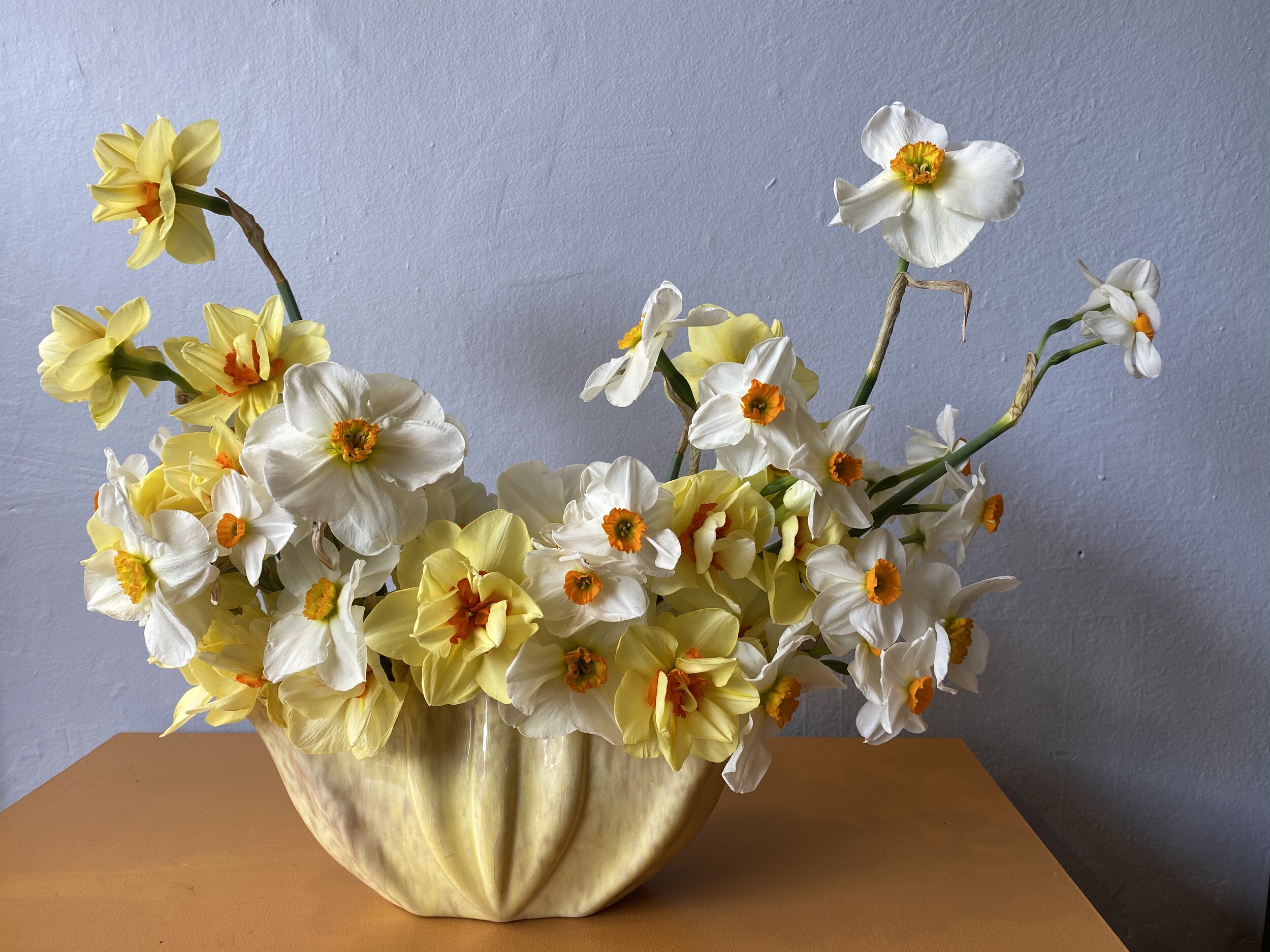 Daffodils and jonquils (1).jpeg