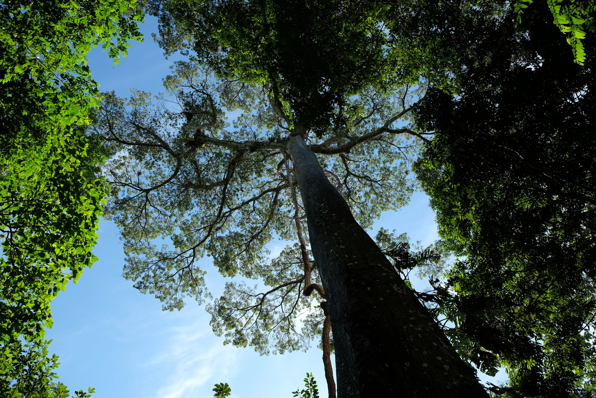 À la poursuite du diamant vert