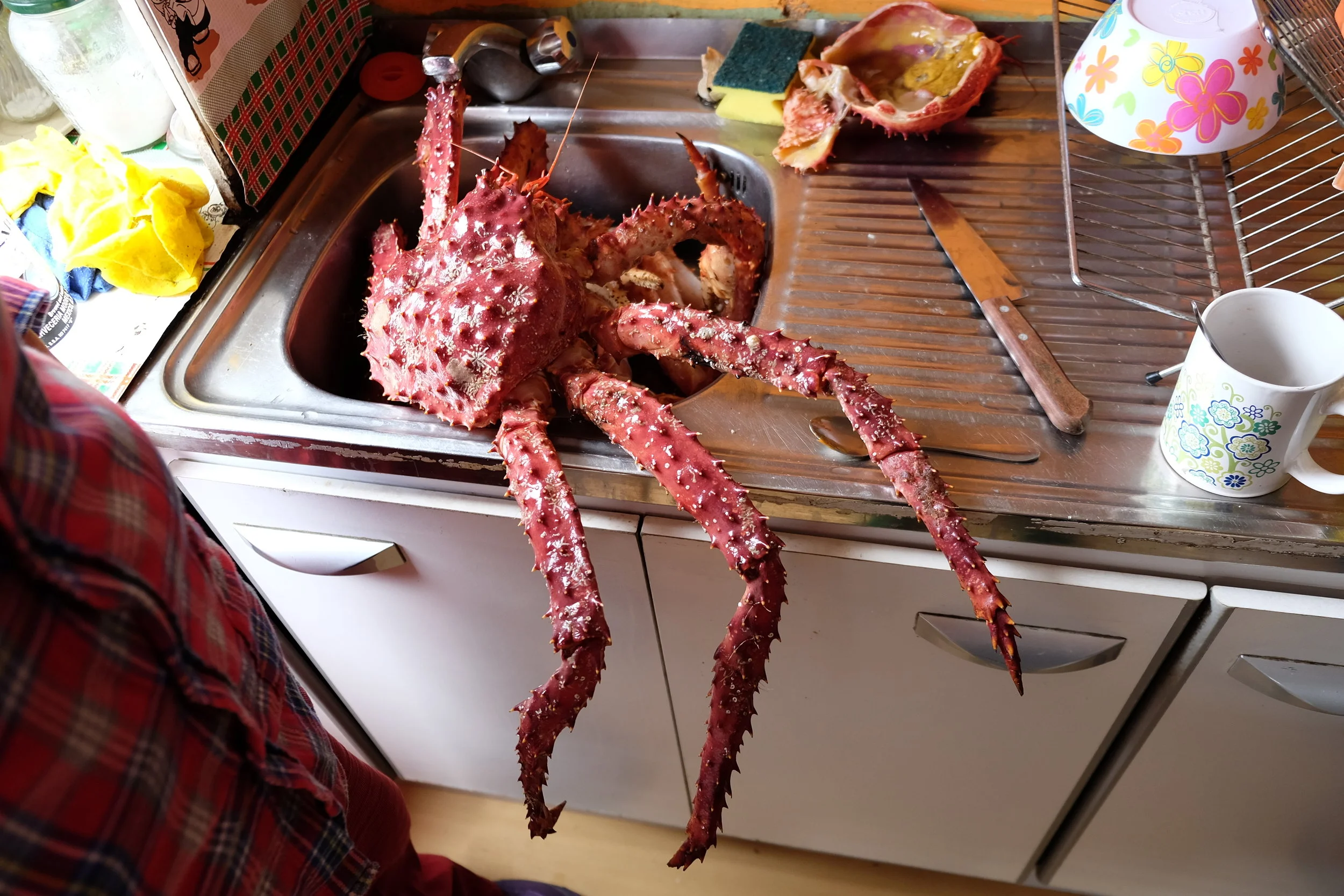 Puerto Williams : à quelques pas du Cap Horn